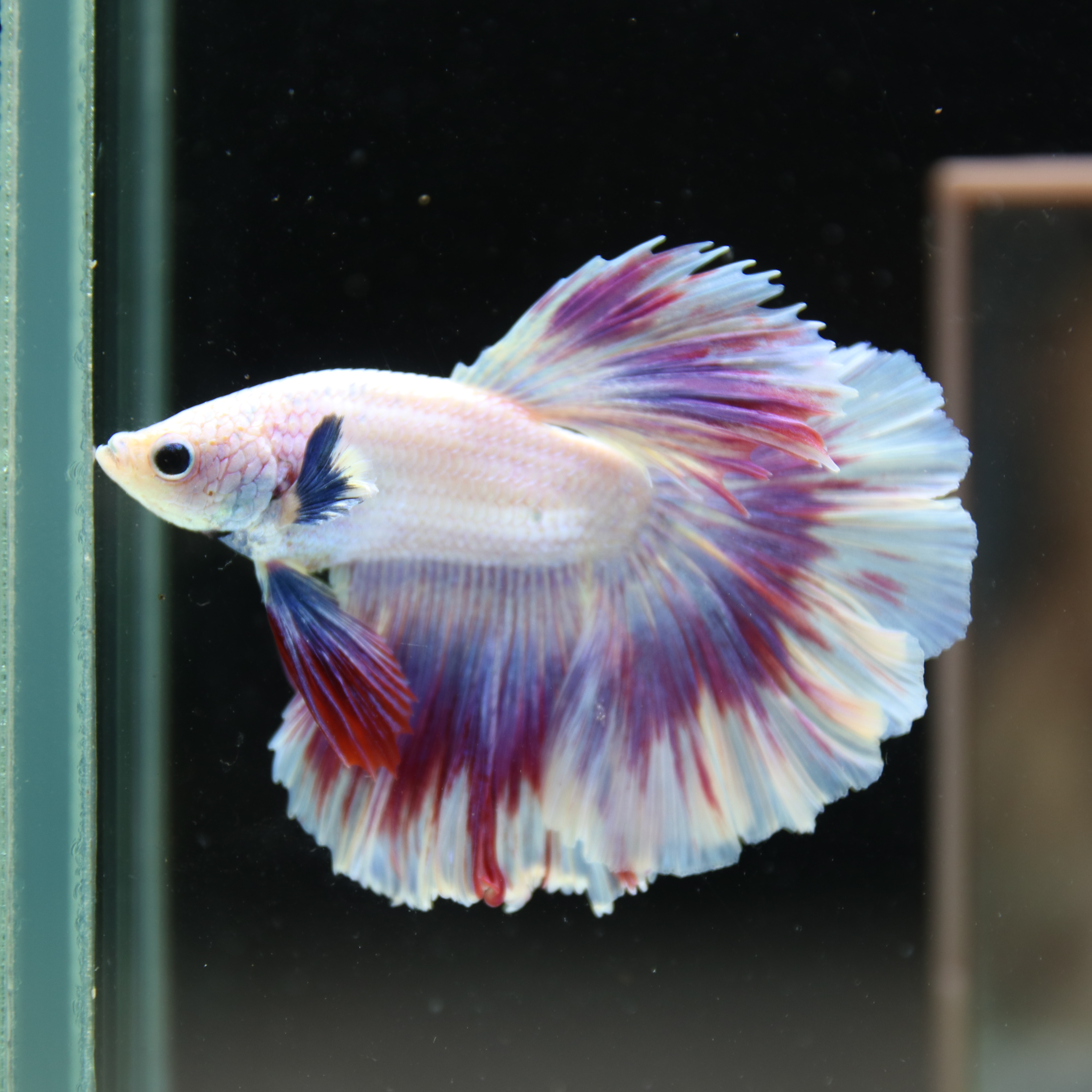 Betta Spendens Fancy Half Moon Light Marble Male HM-BL-04052026-004