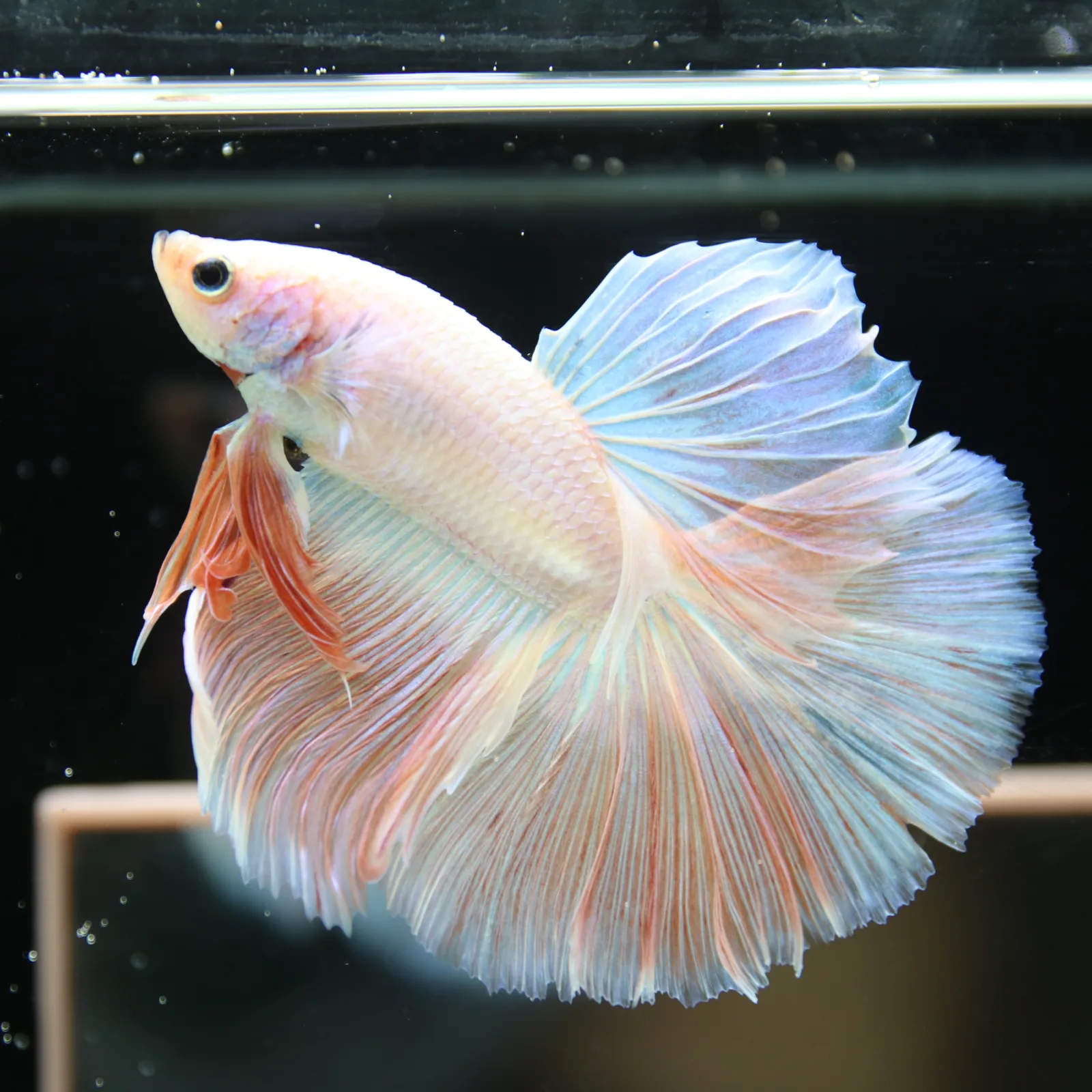 Betta Spendens Fancy Half Moon Light Marble Male HM-BL-12052026-001 media 2