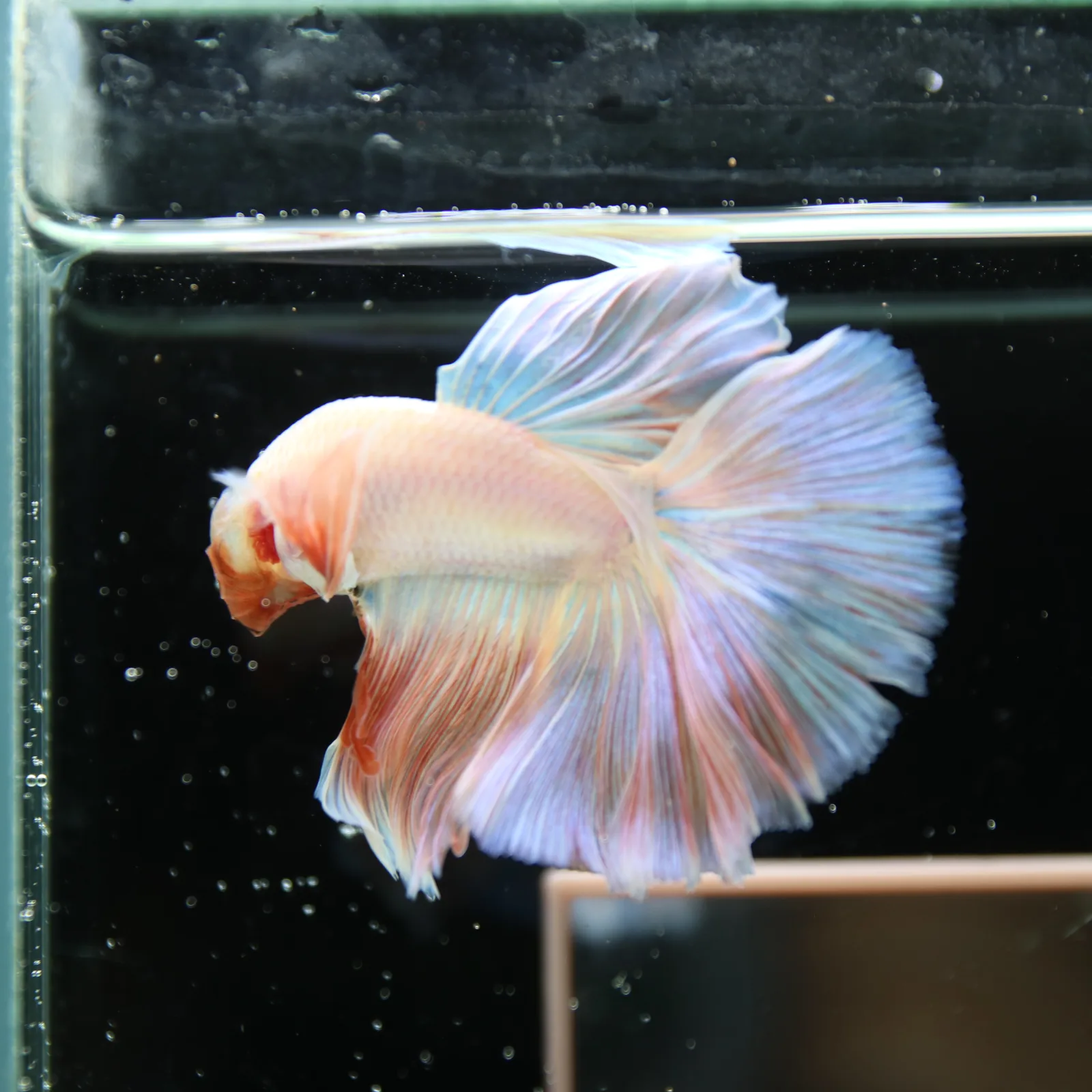 Betta Spendens Fancy Half Moon Light Marble Male HM-BL-12052026-001 media 4