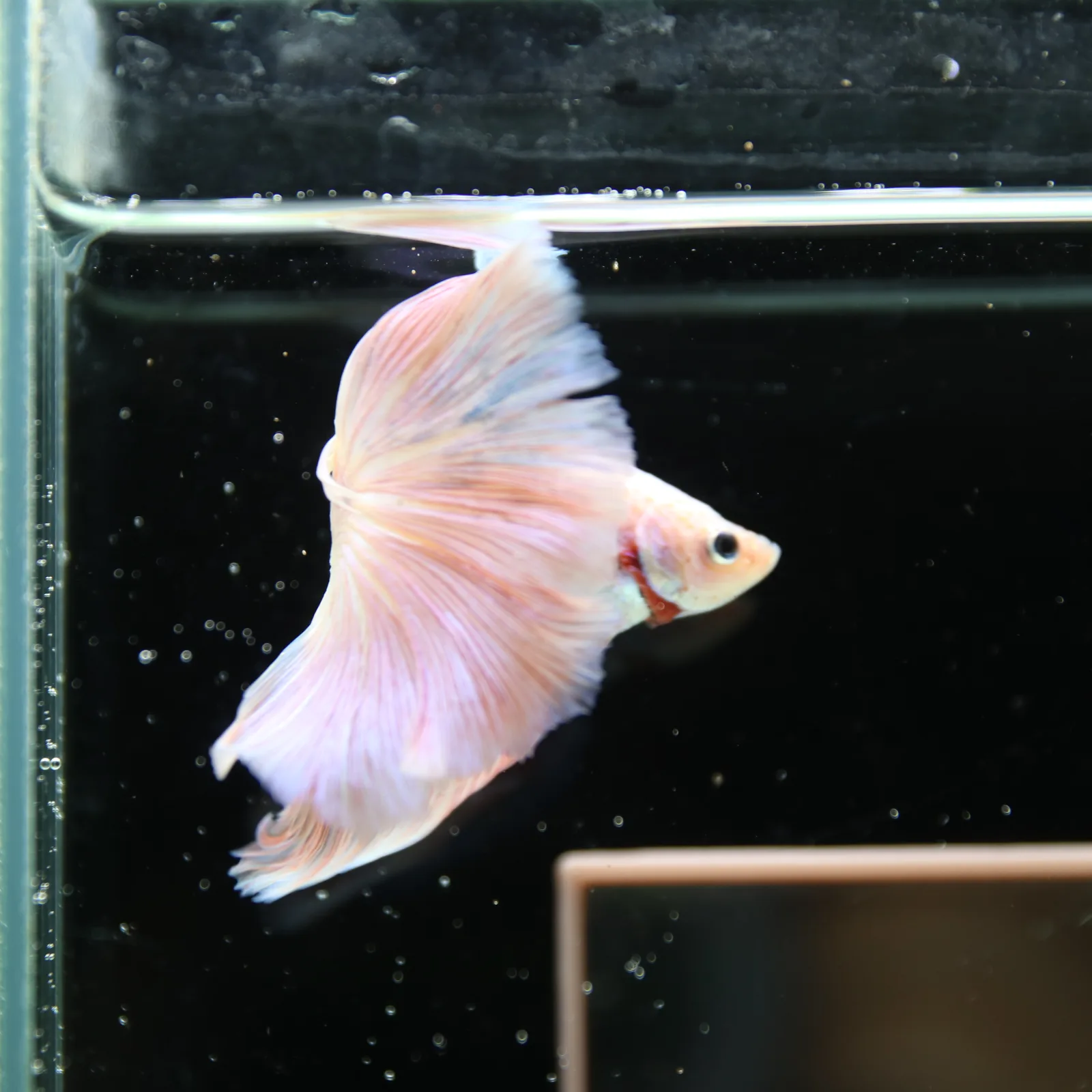 Betta Spendens Fancy Half Moon Light Marble Male HM-BL-12052026-001 media 5