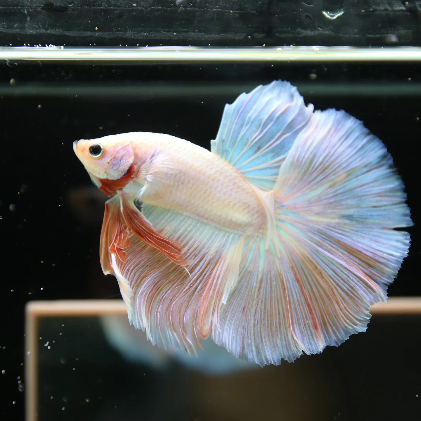 Betta Spendens Fancy Half Moon Light Marble Male HM-BL-12052026-001 media 11