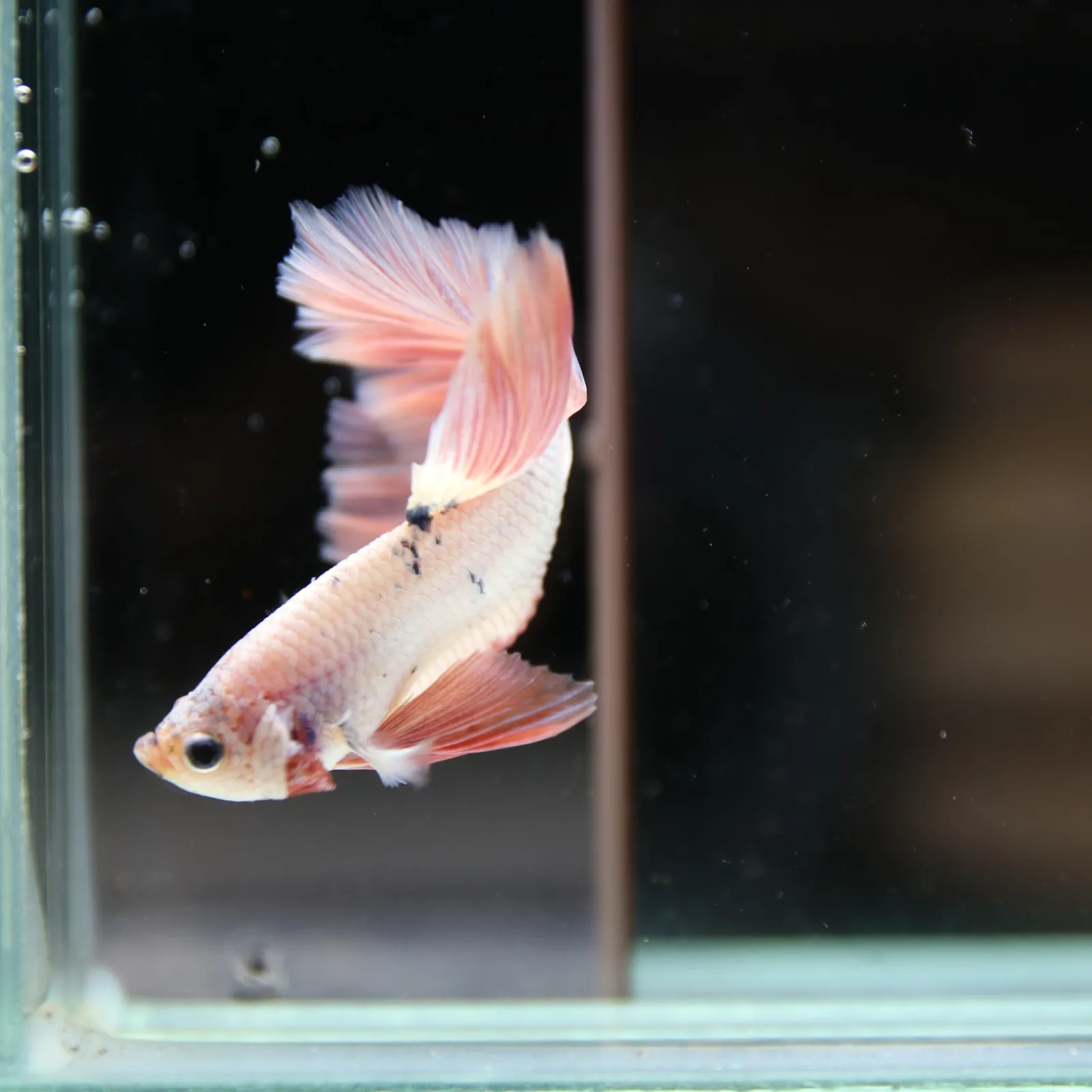 Betta Spendens Fancy Half Moon Light Marble Male HM-BL-12052026-002 media 2