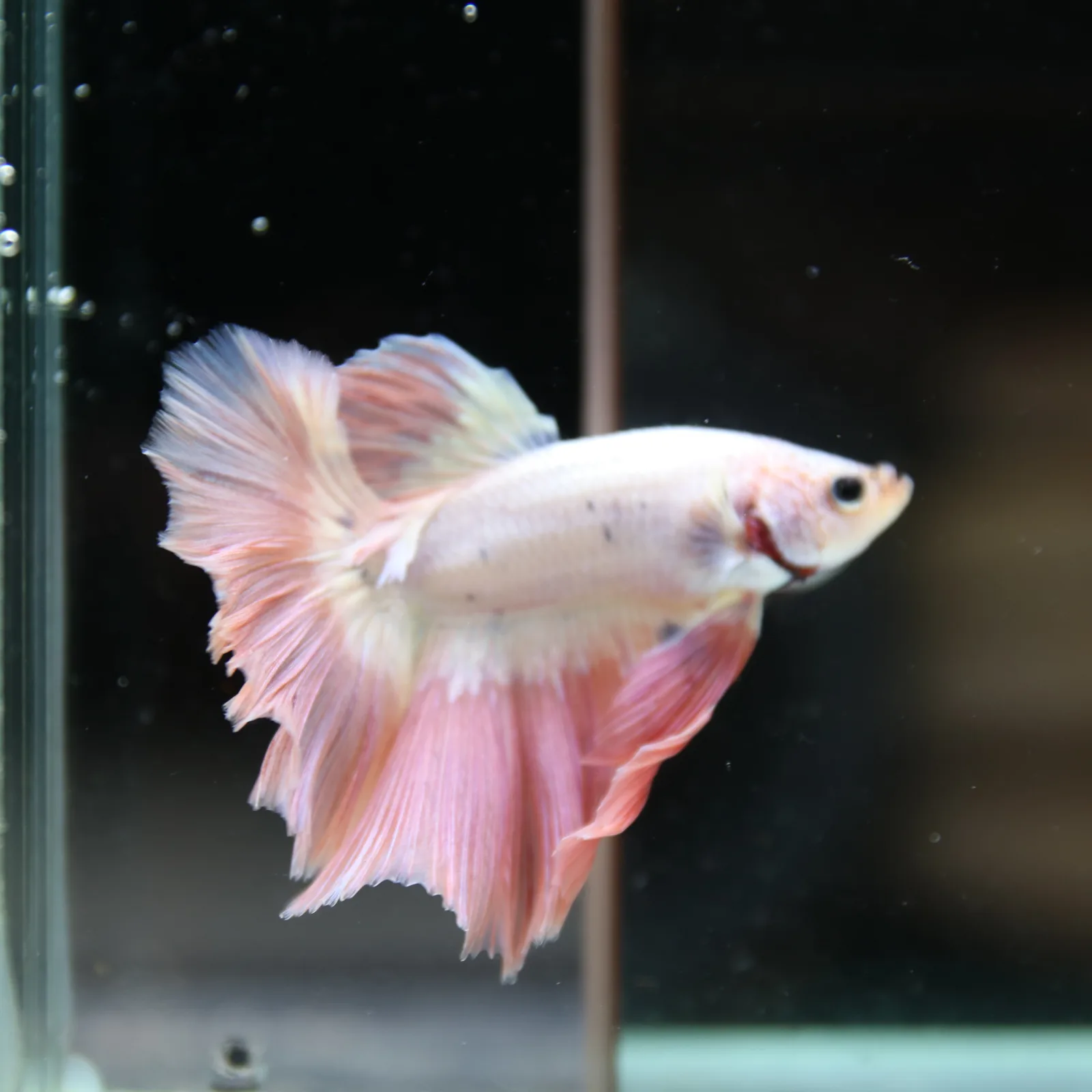 Betta Spendens Fancy Half Moon Light Marble Male HM-BL-12052026-002 media 5