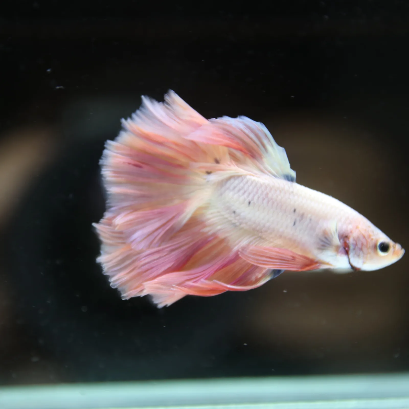 Betta Spendens Fancy Half Moon Light Marble Male HM-BL-12052026-002 media 8