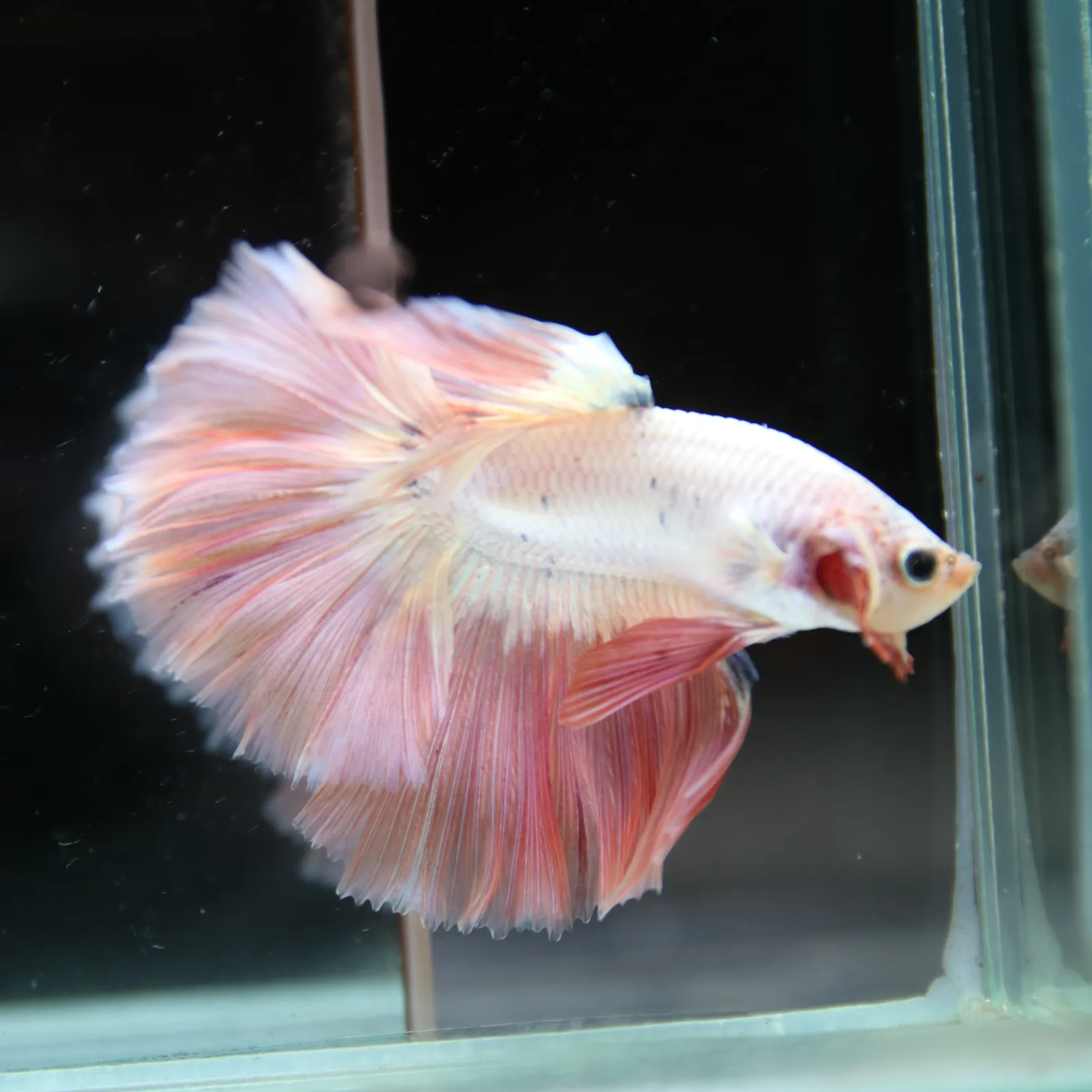 Betta Spendens Fancy Half Moon Light Marble Male HM-BL-12052026-002 media 9