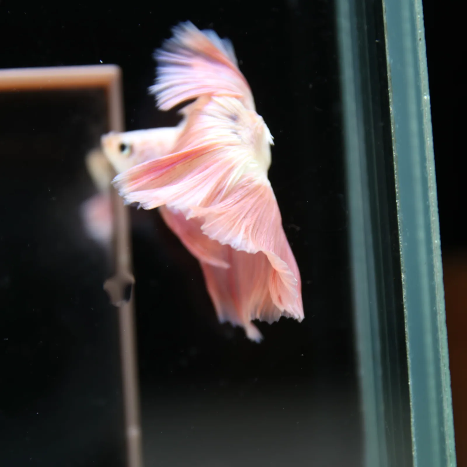 Betta Spendens Fancy Half Moon Light Marble Male HM-BL-12052026-002 media 10