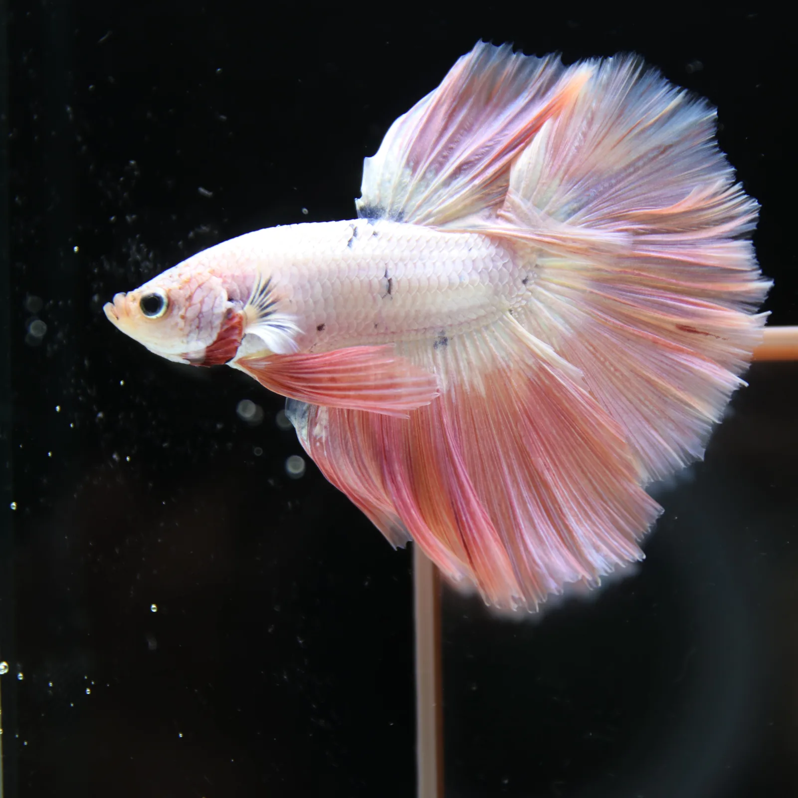Betta Spendens Fancy Half Moon Light Marble Male HM-BL-12052026-002 media 11