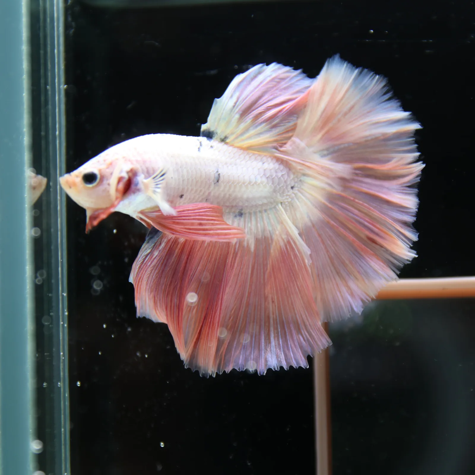 Betta Spendens Fancy Half Moon Light Marble Male HM-BL-12052026-002 media 12