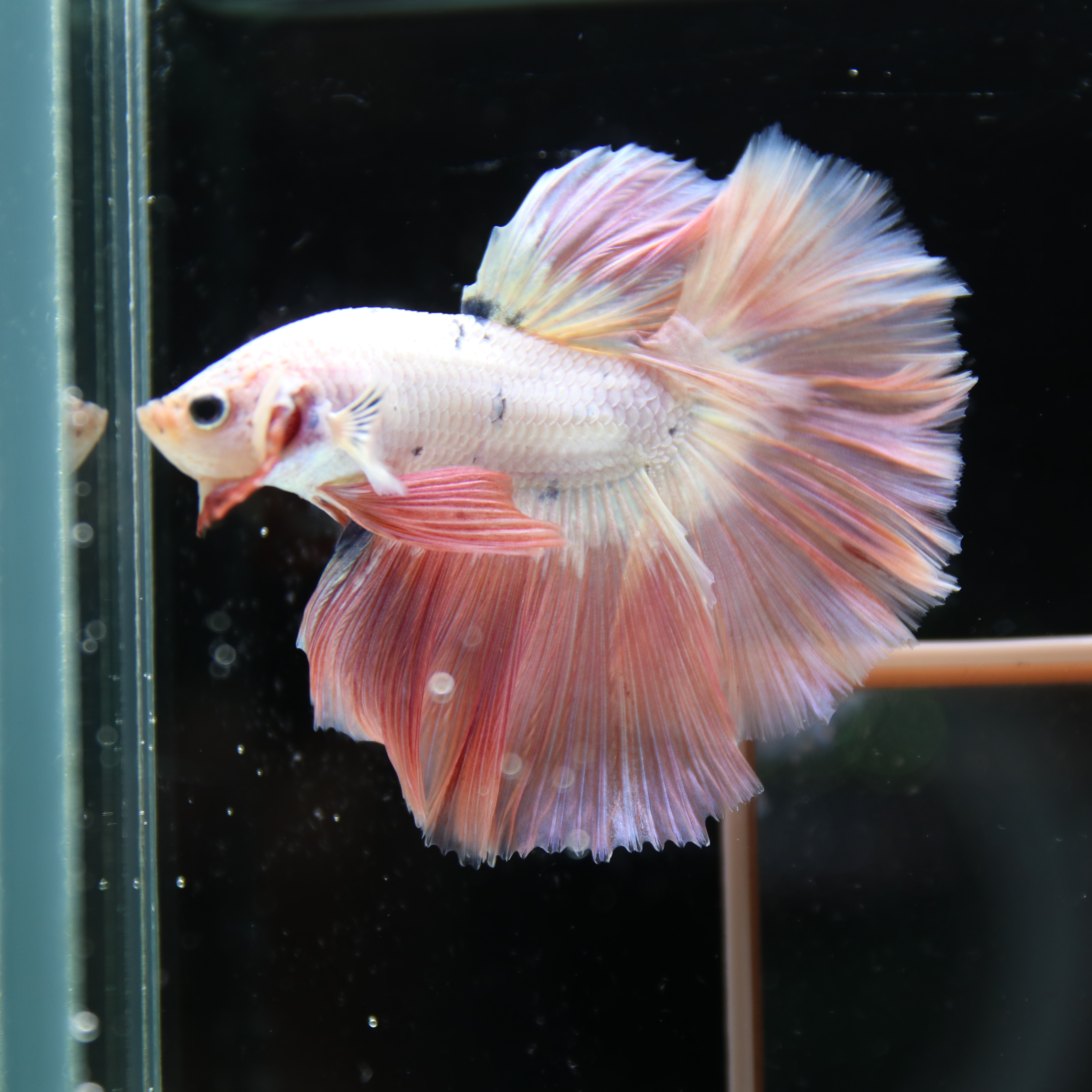 Betta Spendens Fancy Half Moon Light Marble Male HM-BL-12052026-002 media 1