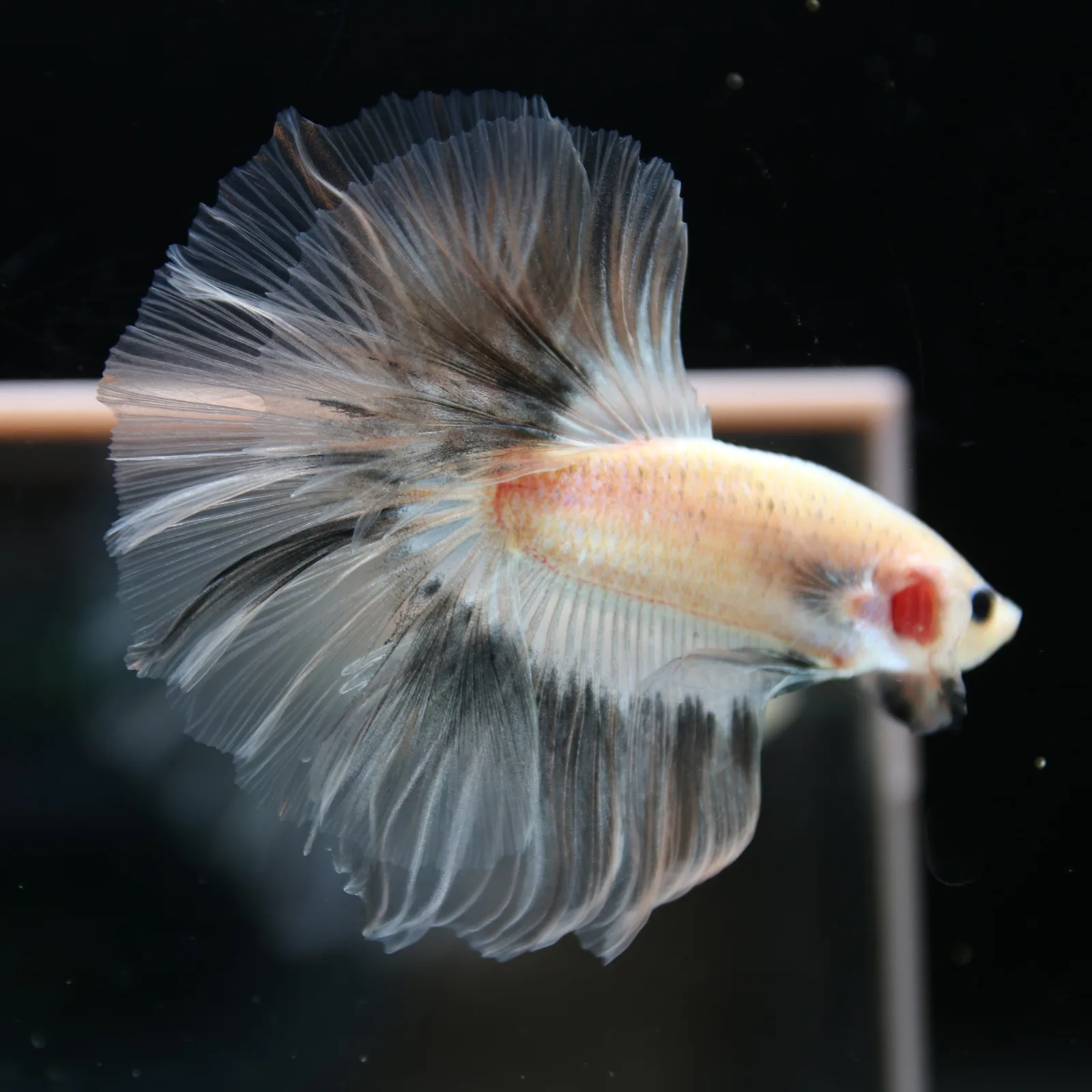 Betta Spendens Fancy Half Moon Light Marble Male HM-BL-12052026-003 media 2