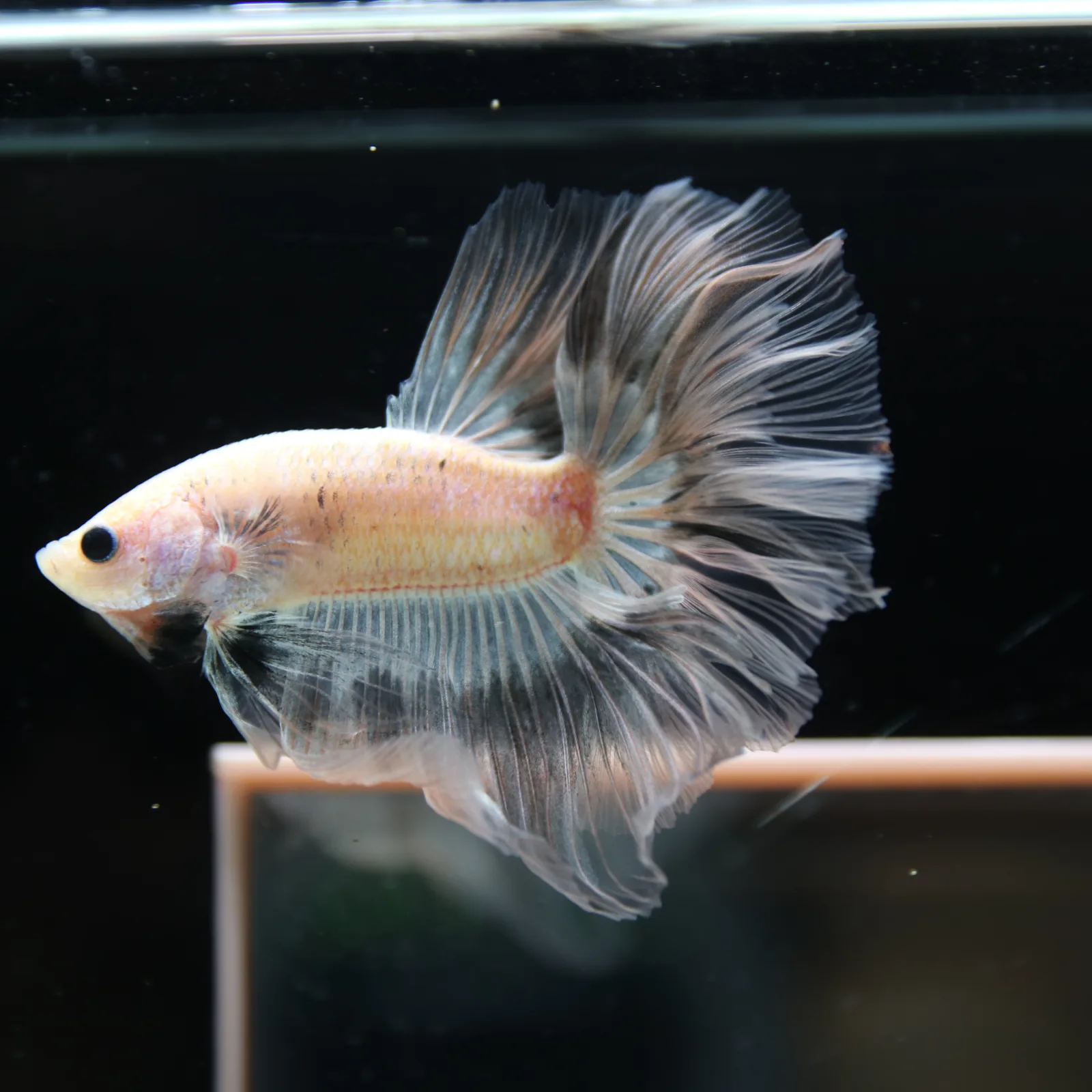 Betta Spendens Fancy Half Moon Light Marble Male HM-BL-12052026-003 media 4