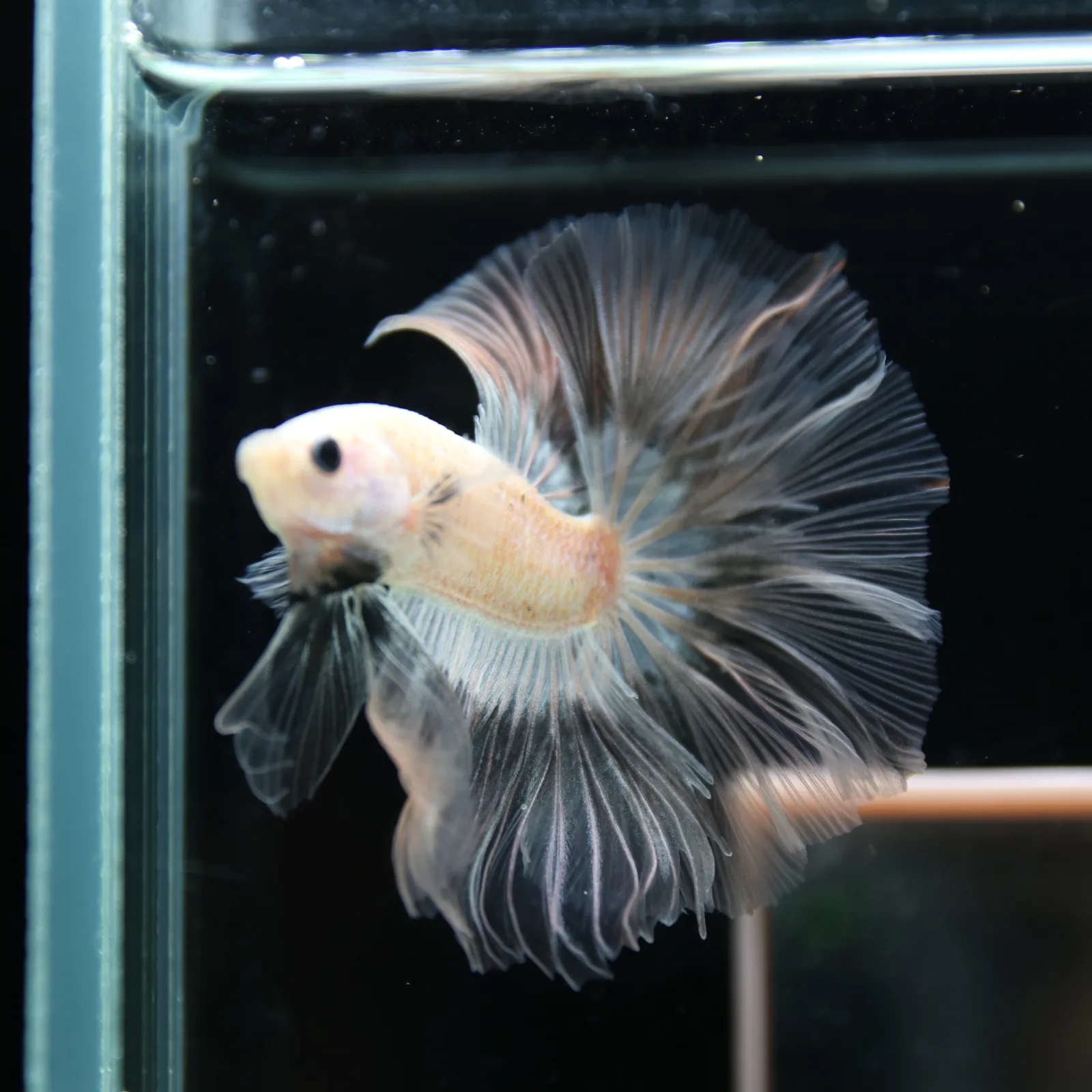 Betta Spendens Fancy Half Moon Light Marble Male HM-BL-12052026-003 media 5