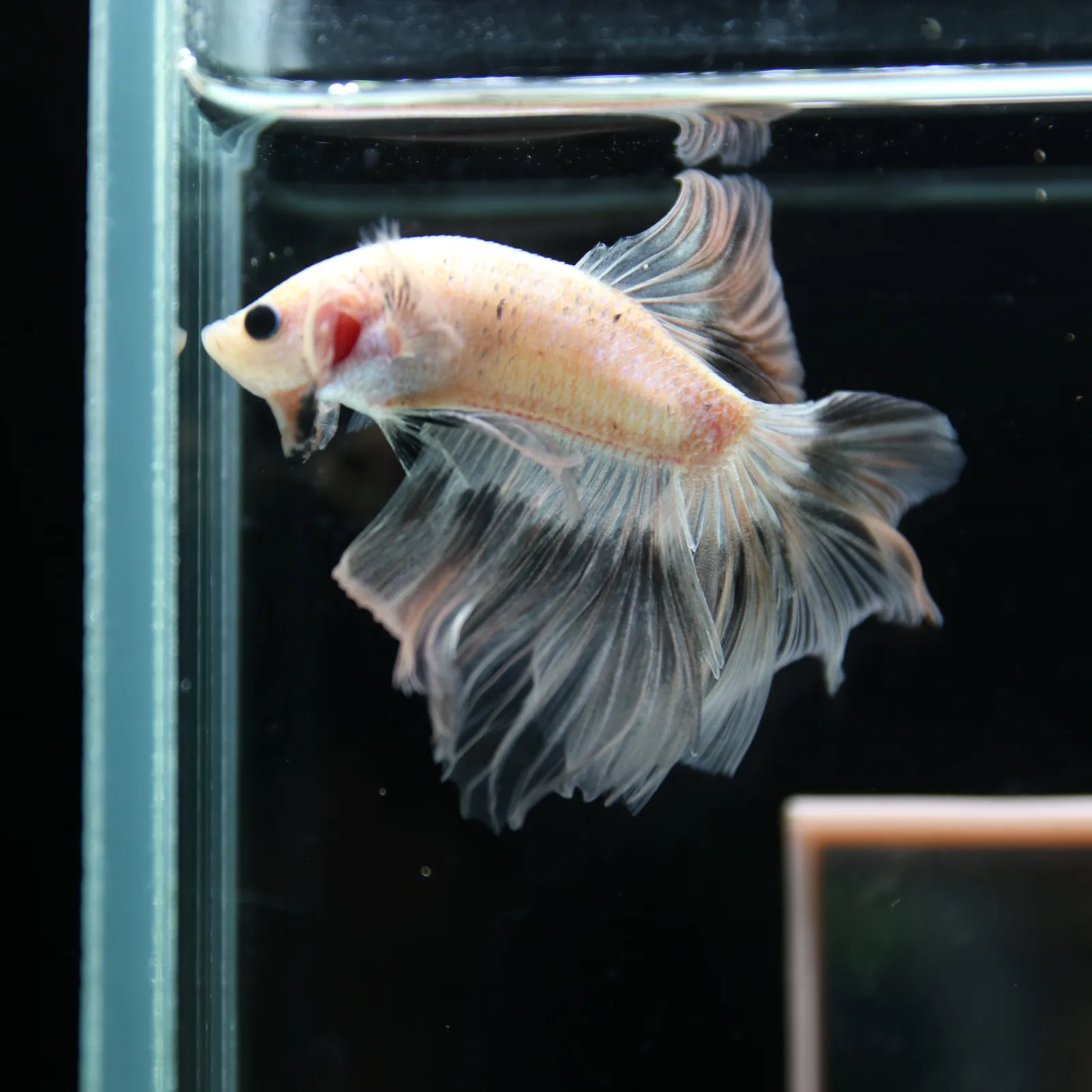 Betta Spendens Fancy Half Moon Light Marble Male HM-BL-12052026-003 media 6