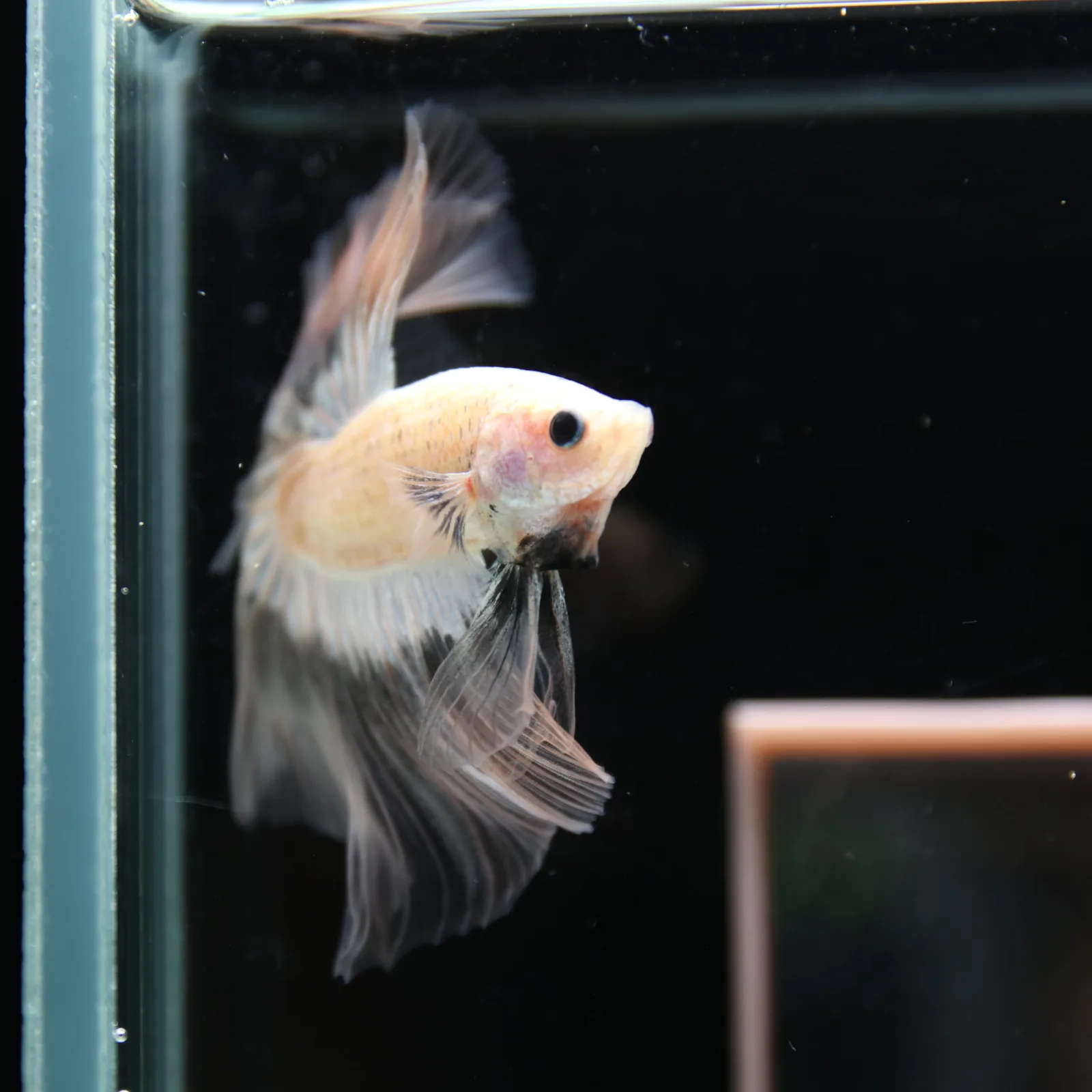 Betta Spendens Fancy Half Moon Light Marble Male HM-BL-12052026-003 media 9