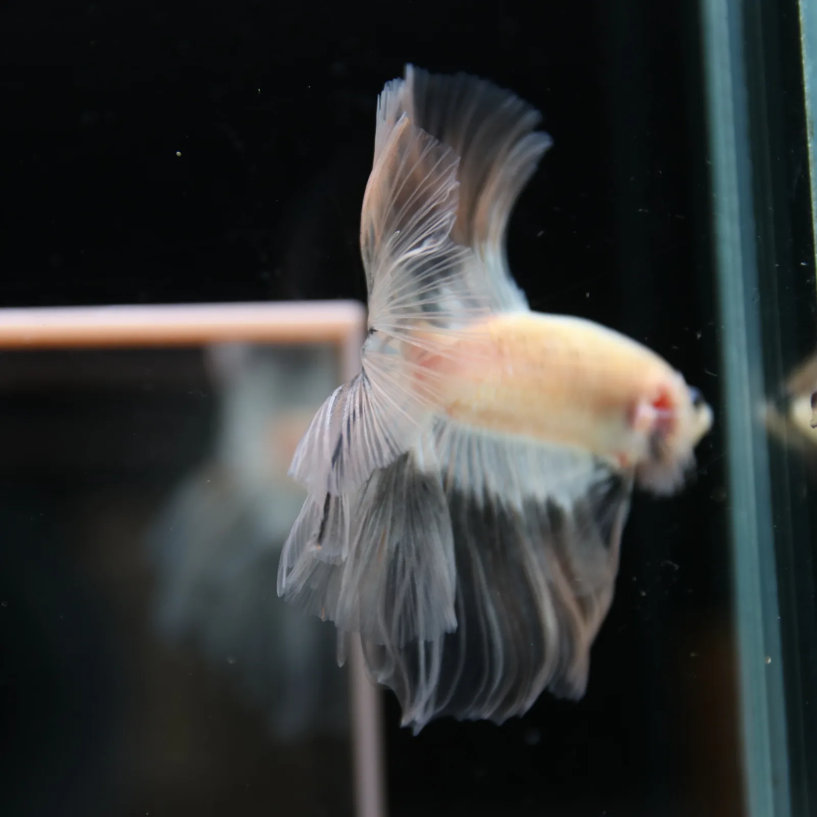 Betta Spendens Fancy Half Moon Light Marble Male HM-BL-12052026-003 media 12