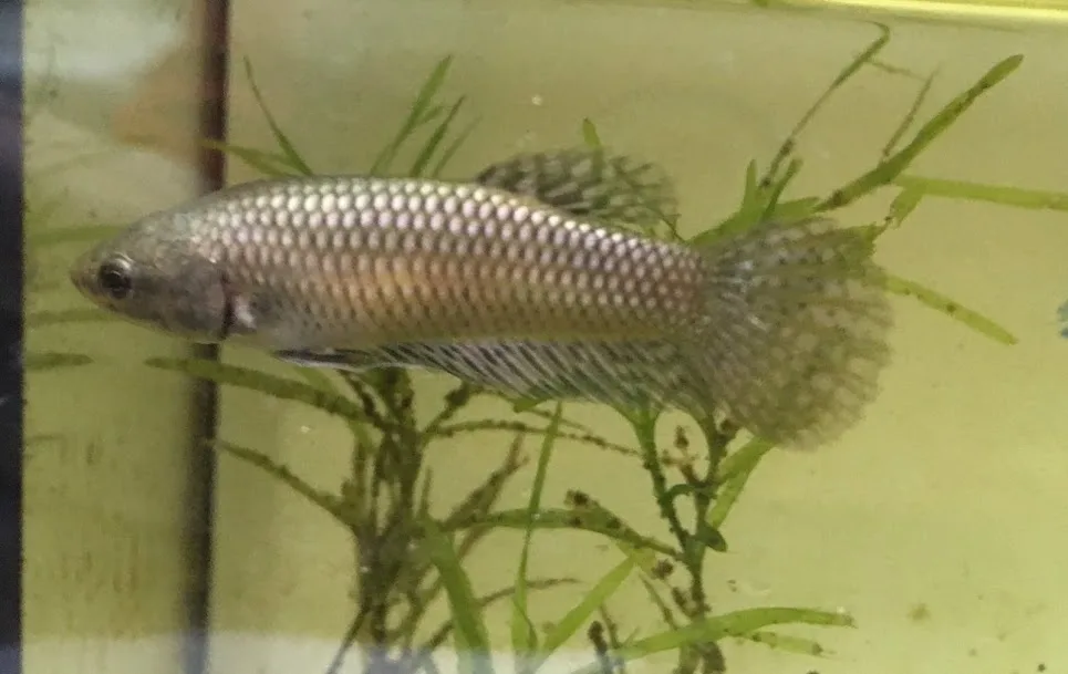 Pair Live Betta Fish Hybrid Alien Copper Premium Grade Male Female Wild media 2
