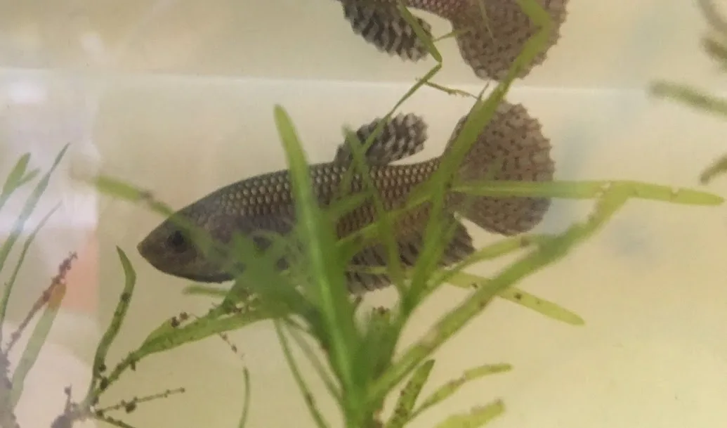 Pair Live Betta Fish Hybrid Alien Copper Premium Grade Male Female Wild media 3
