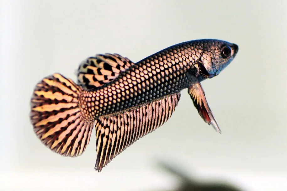 Pair Live Betta Fish Hybrid Alien Copper Premium Grade Male Female Wild media 7