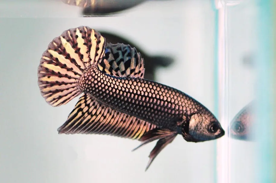 Pair Live Betta Fish Hybrid Alien Copper Premium Grade Male Female Wild media 5