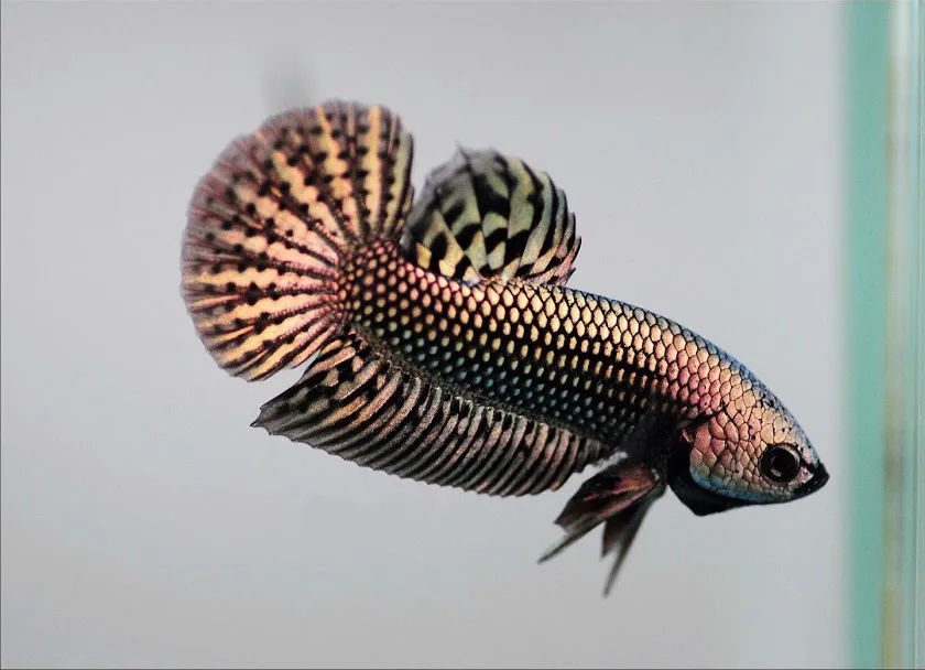 Pair Live Betta Fish Hybrid Alien Copper Premium Grade Male Female Wild media 6