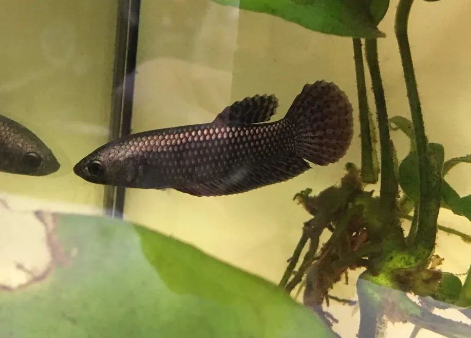 Pair Live Betta Fish Hybrid Alien Copper Premium Grade Male Female Wild media 4