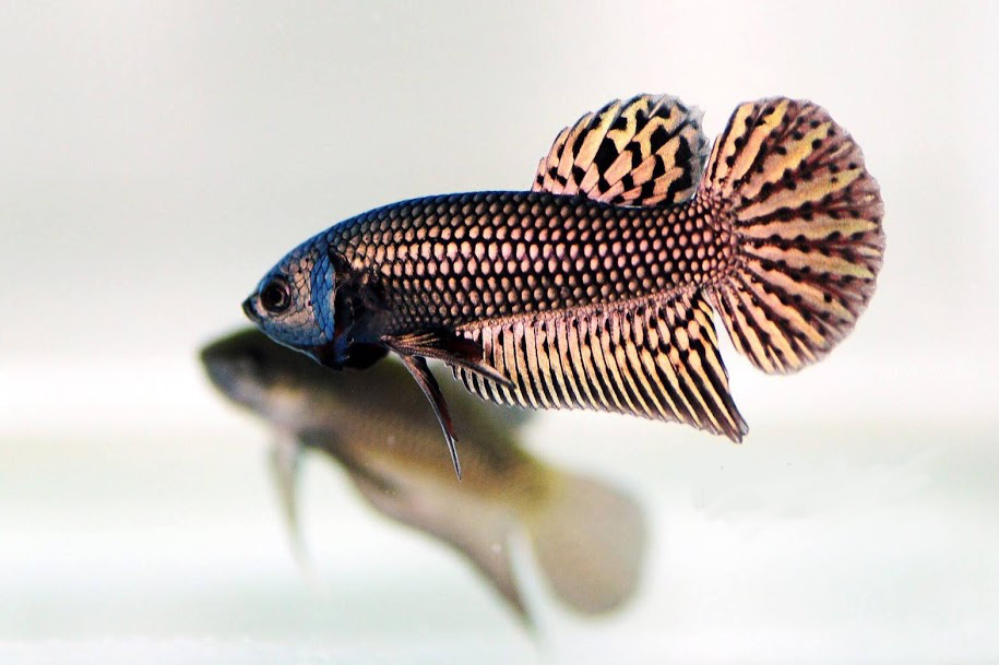 Pair Live Betta Fish Hybrid Alien Copper Premium Grade Male Female Wild
