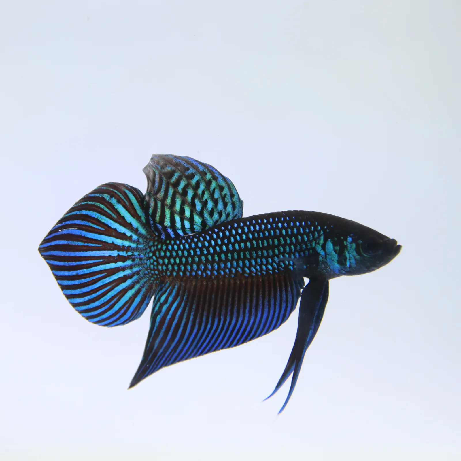 Betta Mahachaiensis Green  Bid media 9
