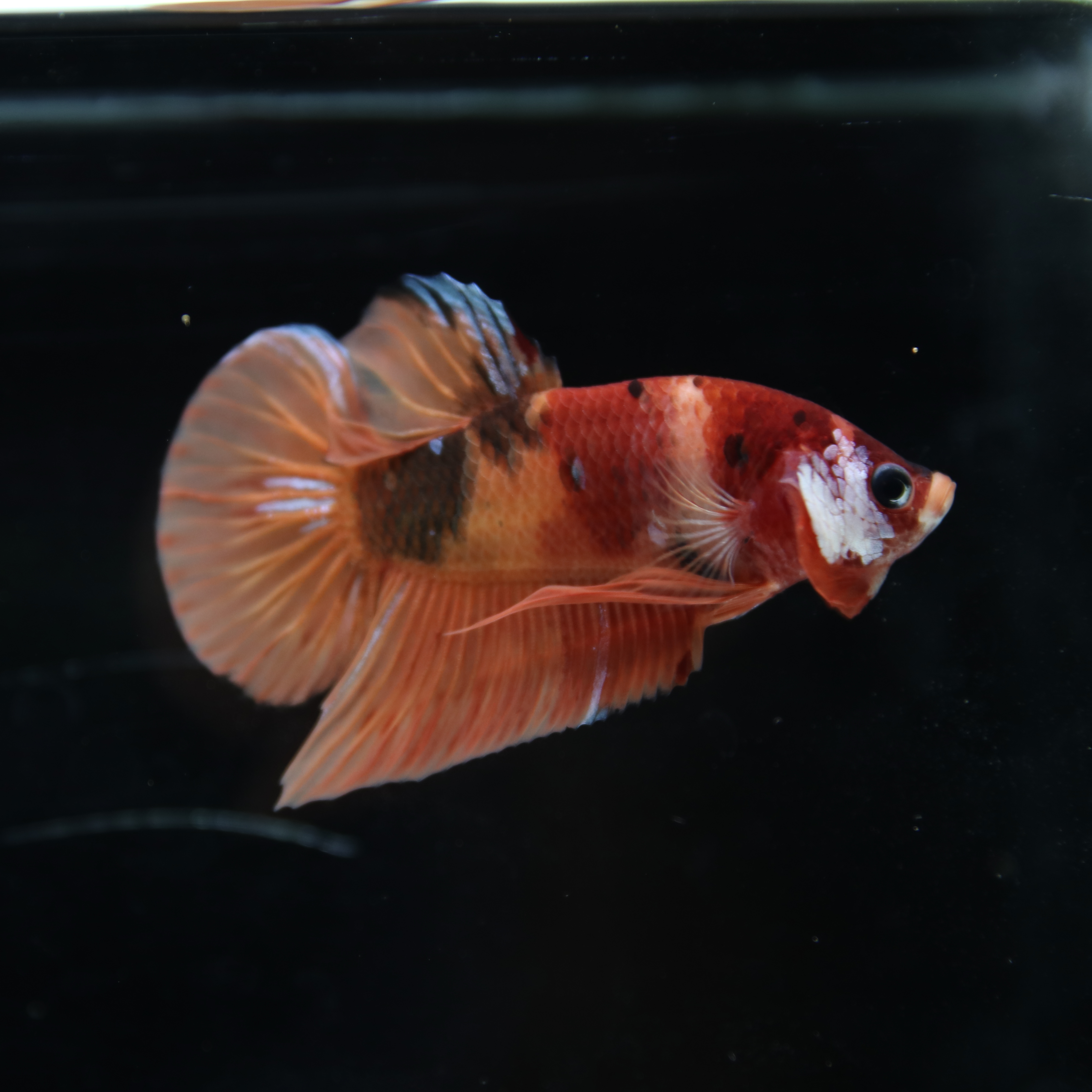 Betta Spendens Fancy Nemo HMPK Male HM-BL-21052026-001