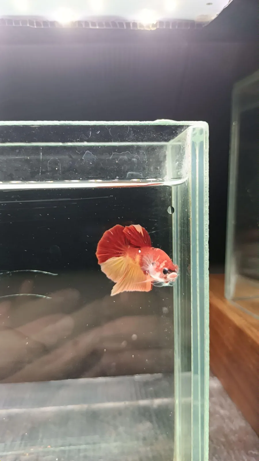 Betta Spendens Fancy Nemo HMPK Male HM-BL-2105226-002