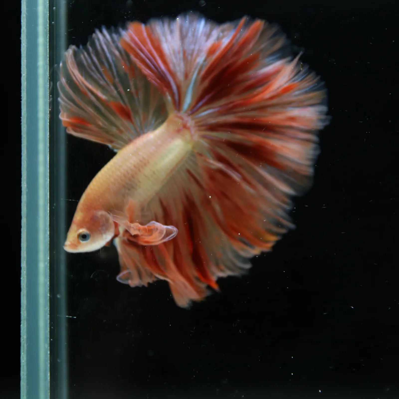 ฺBetta Live Fish Fancy Fire Half Moon Show Grade Male media 3