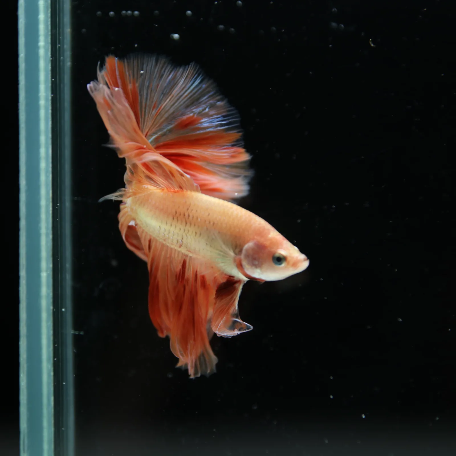 ฺBetta Live Fish Fancy Fire Half Moon Show Grade Male media 4