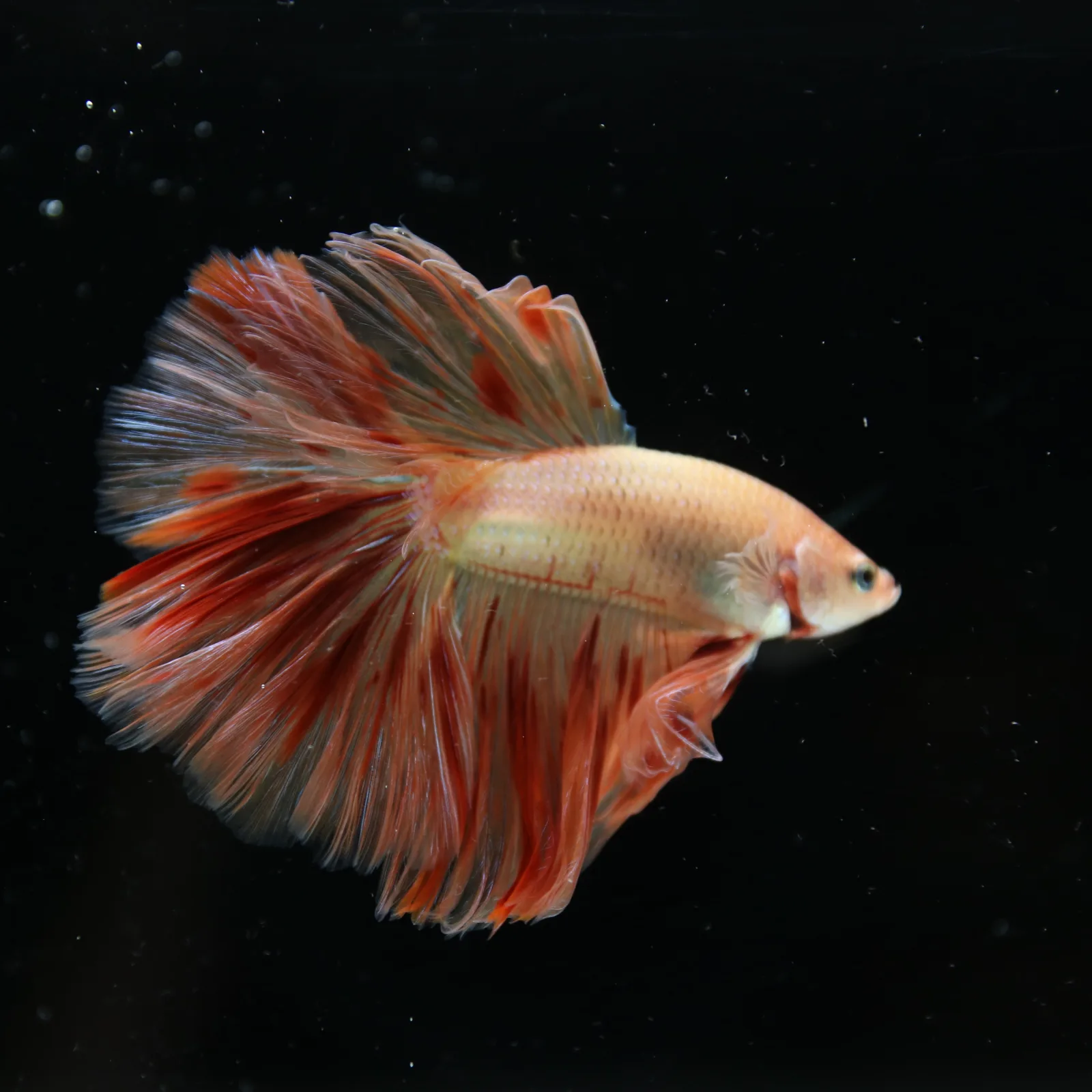 ฺBetta Live Fish Fancy Fire Half Moon Show Grade Male media 5