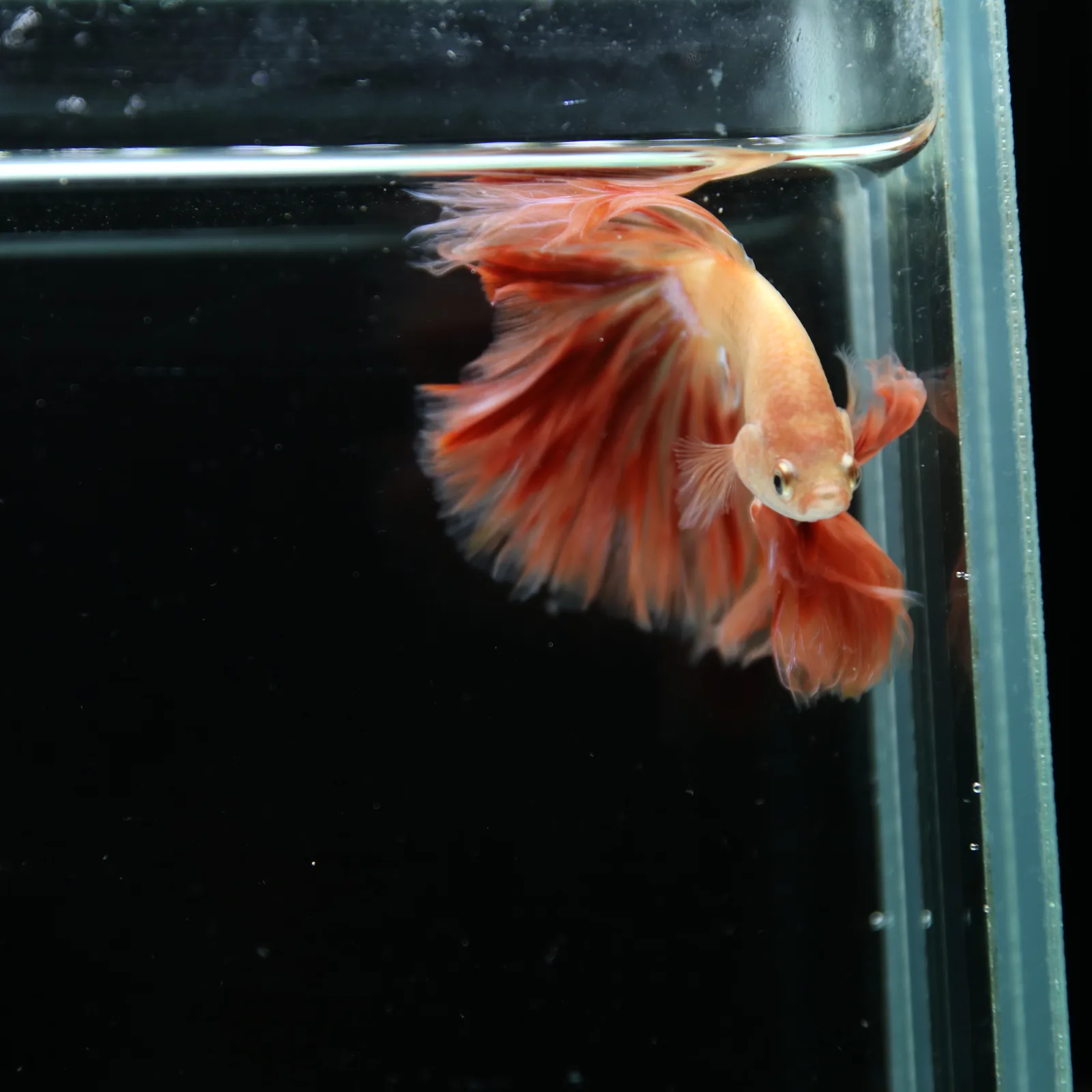 ฺBetta Live Fish Fancy Fire Half Moon Show Grade Male media 8
