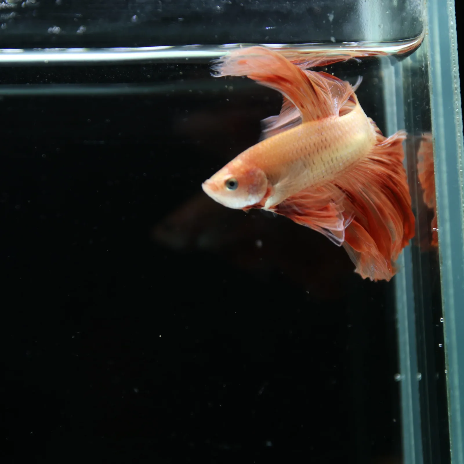 ฺBetta Live Fish Fancy Fire Half Moon Show Grade Male media 9