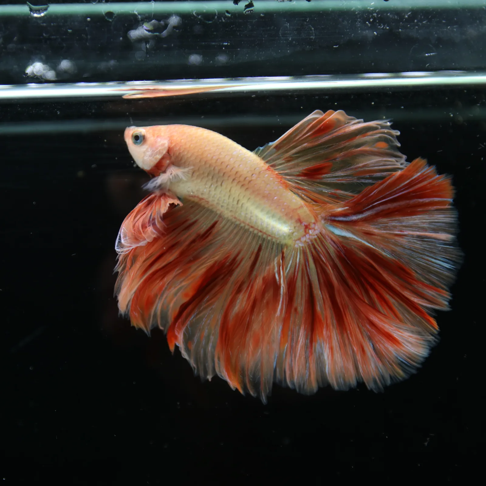 ฺBetta Live Fish Fancy Fire Half Moon Show Grade Male media 11