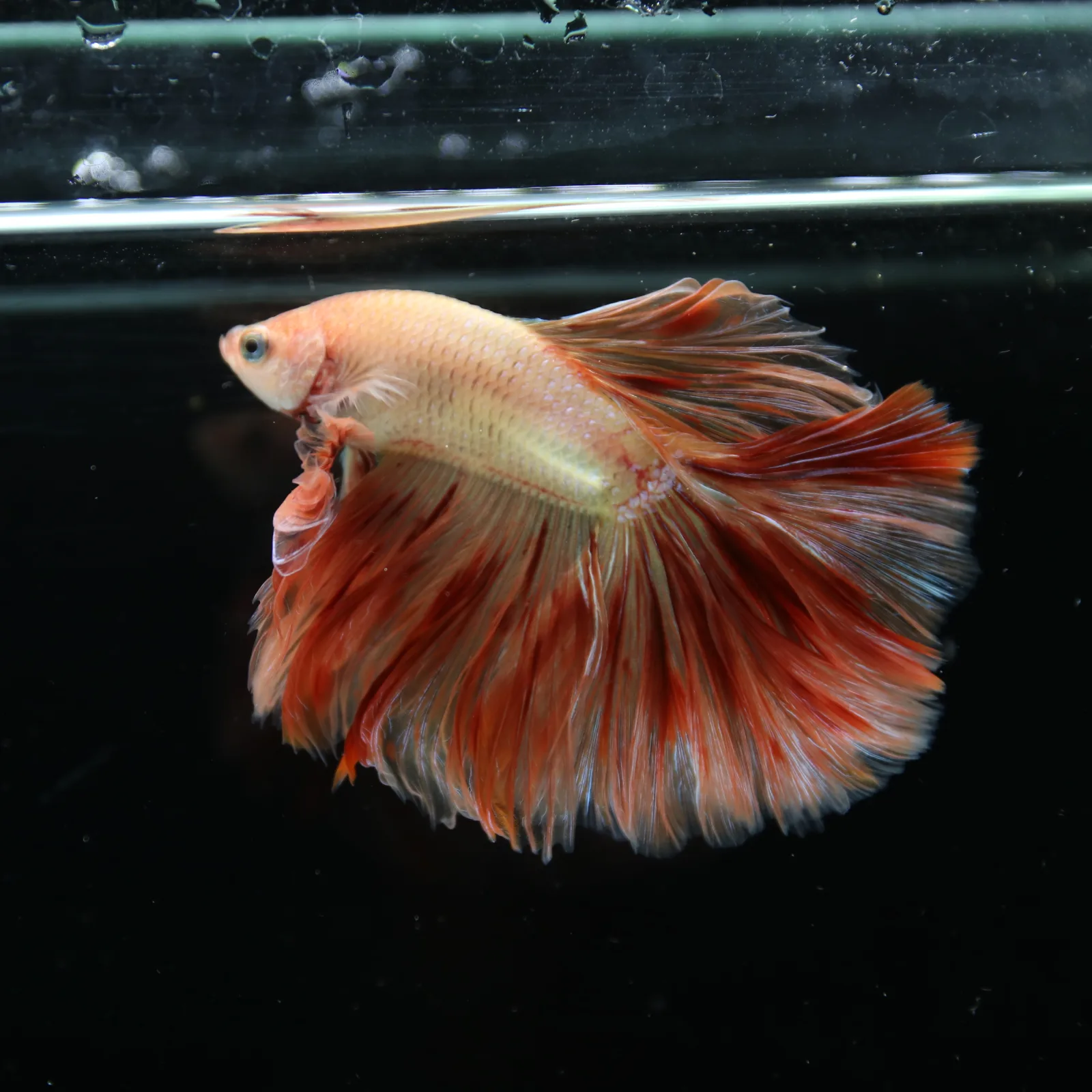 ฺBetta Live Fish Fancy Fire Half Moon Show Grade Male media 12