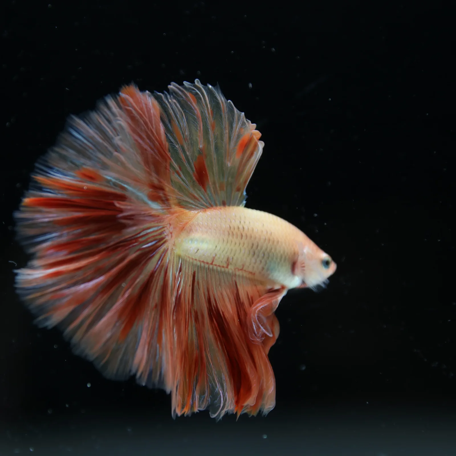 ฺBetta Live Fish Fancy Fire Half Moon Show Grade Male media 13