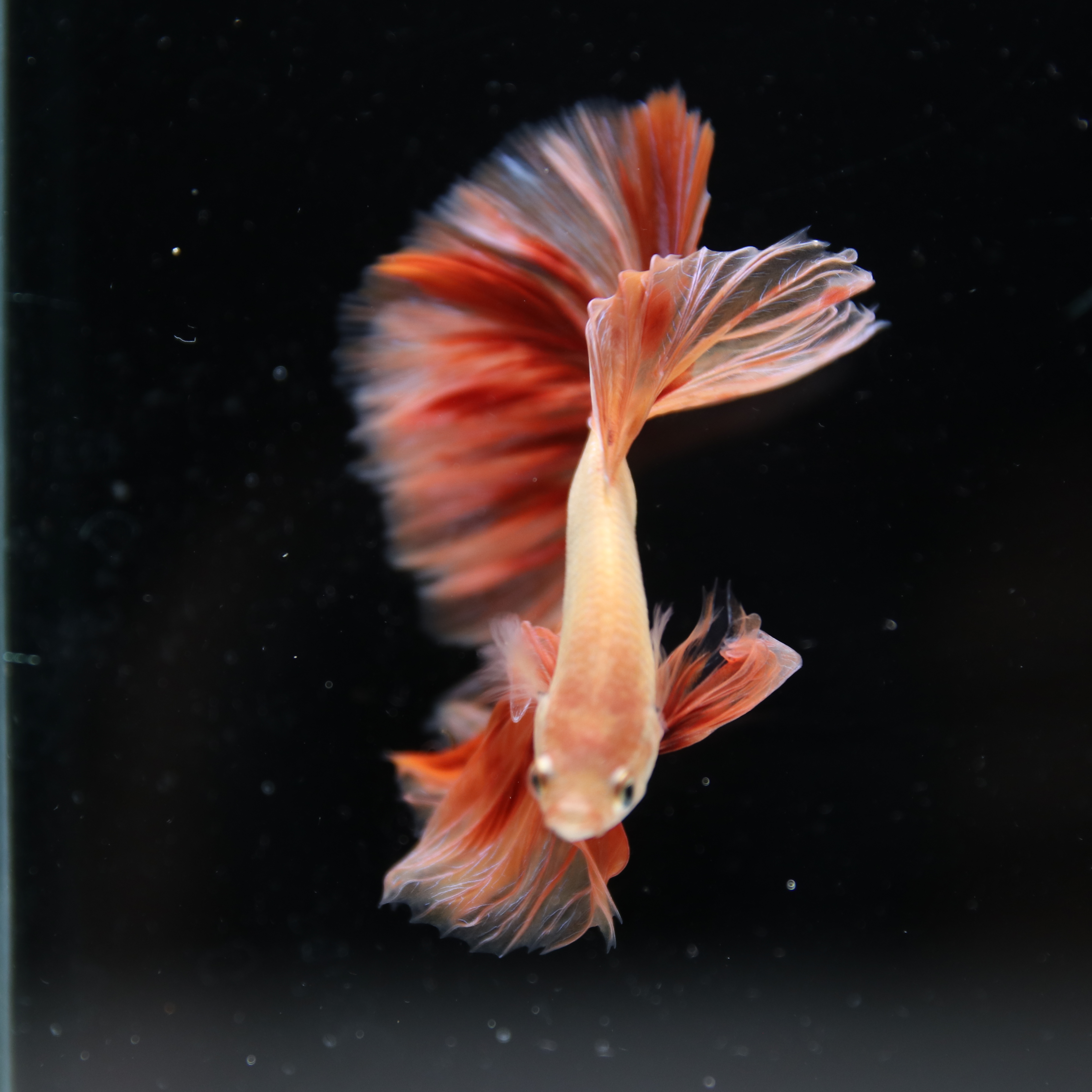 ฺBetta Live Fish Fancy Fire Half Moon Show Grade Male