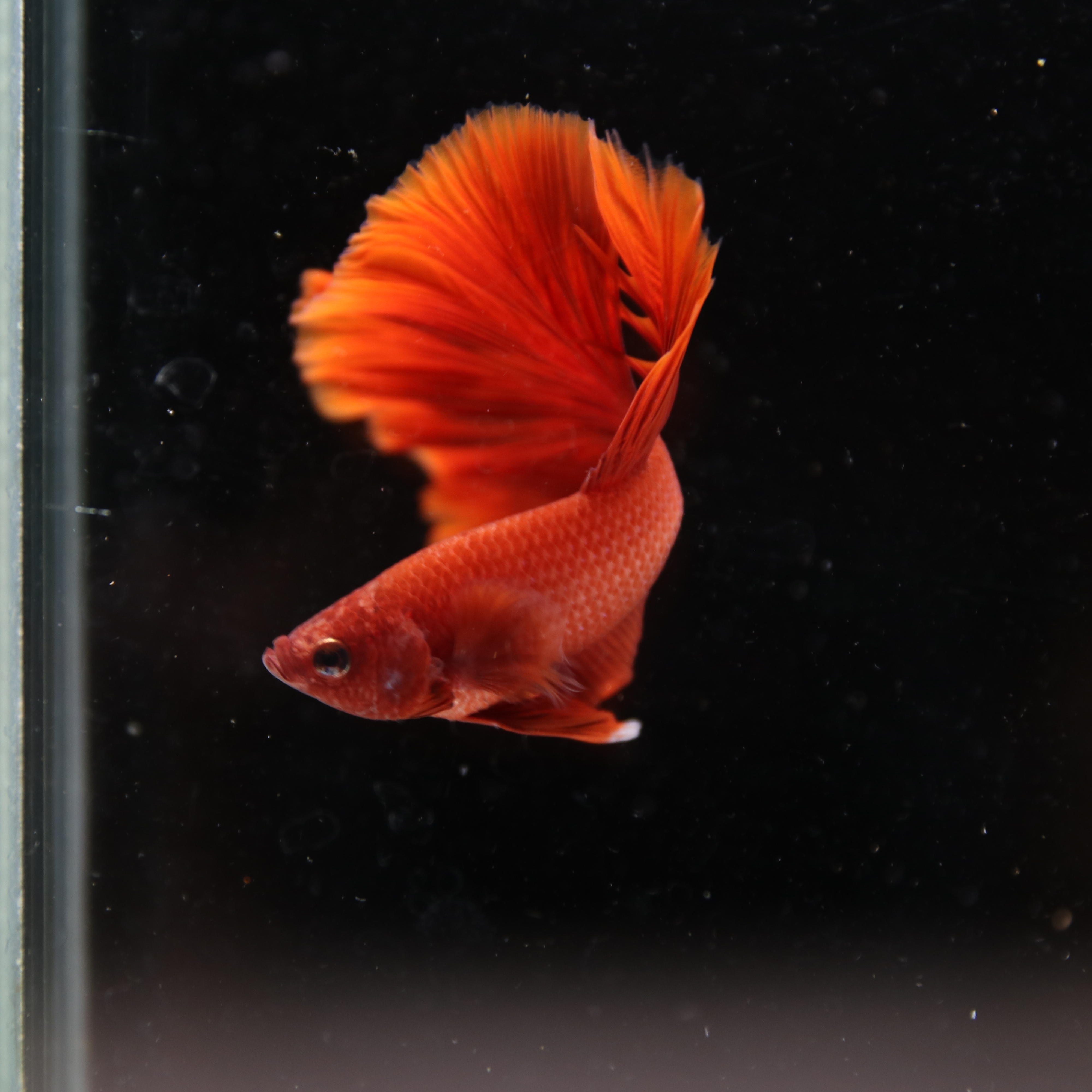 Betta Live Fish Premium Mandarin Orange Halfmoon