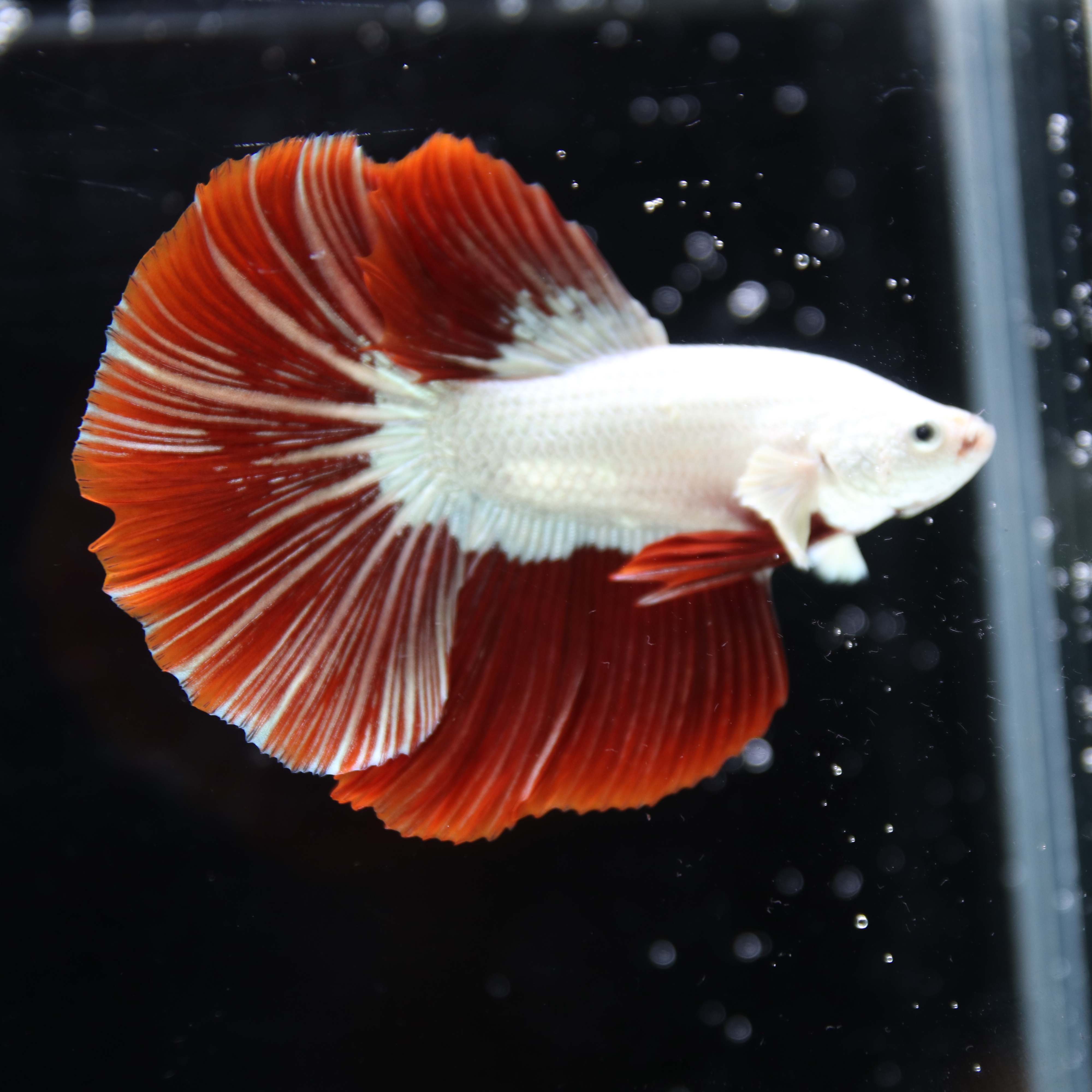 Betta Live fish Premium Red Dragon Halfmoon Betta