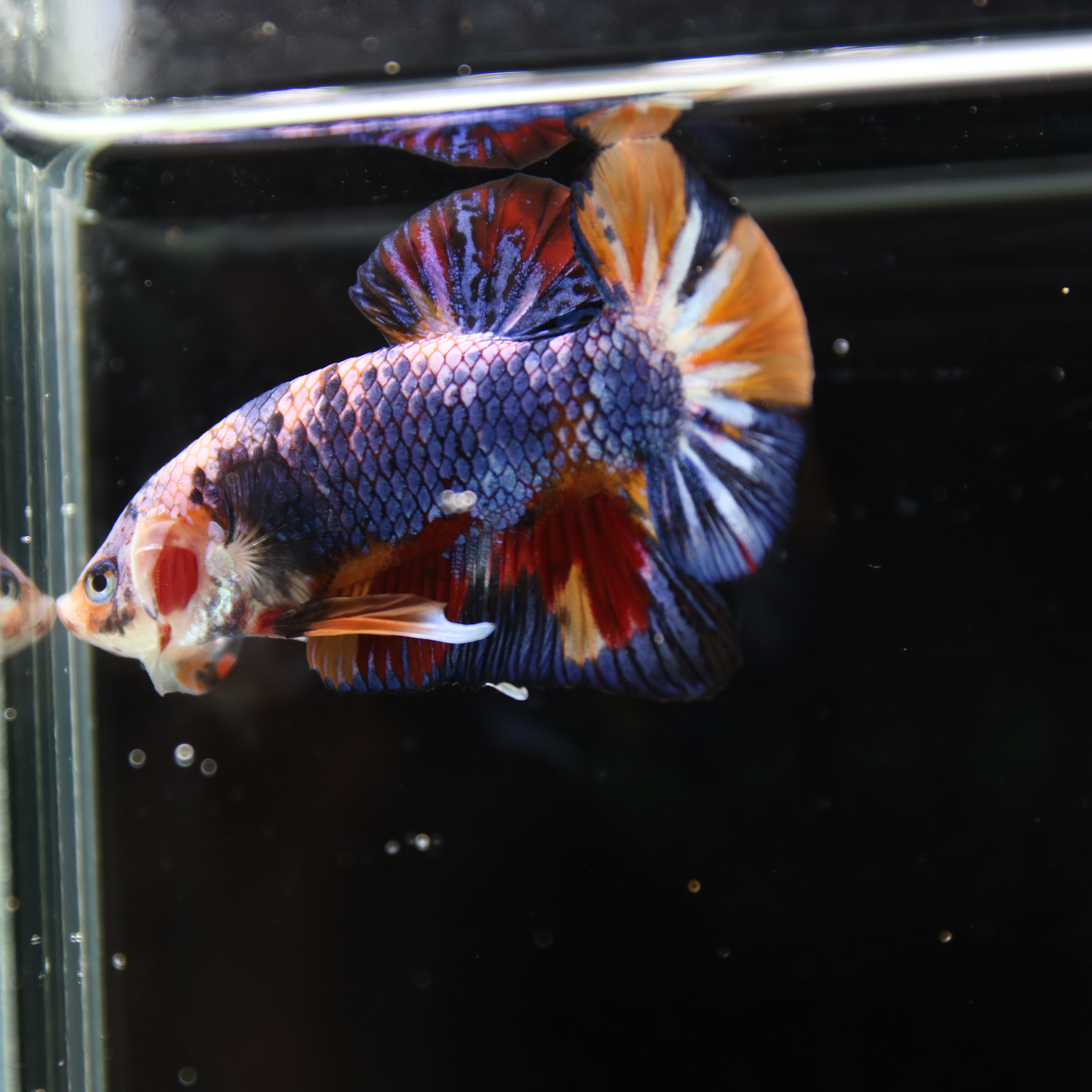 Betta Spendens Fancy Multicolor HMPK Male HMPK-BL-2705226-004