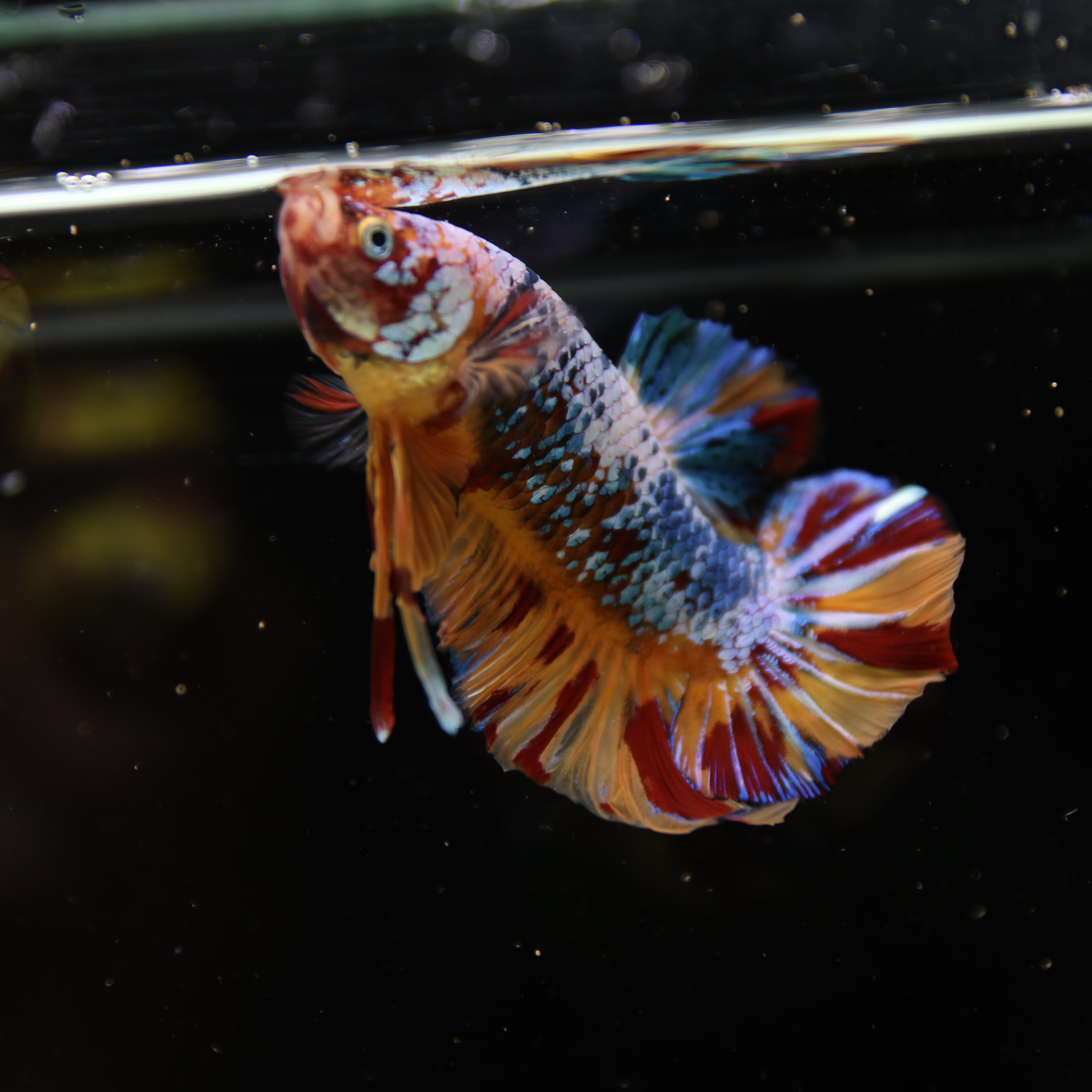 Betta Spendens Fancy Multicolor HMPK Male HMPK-BL-2705226-005