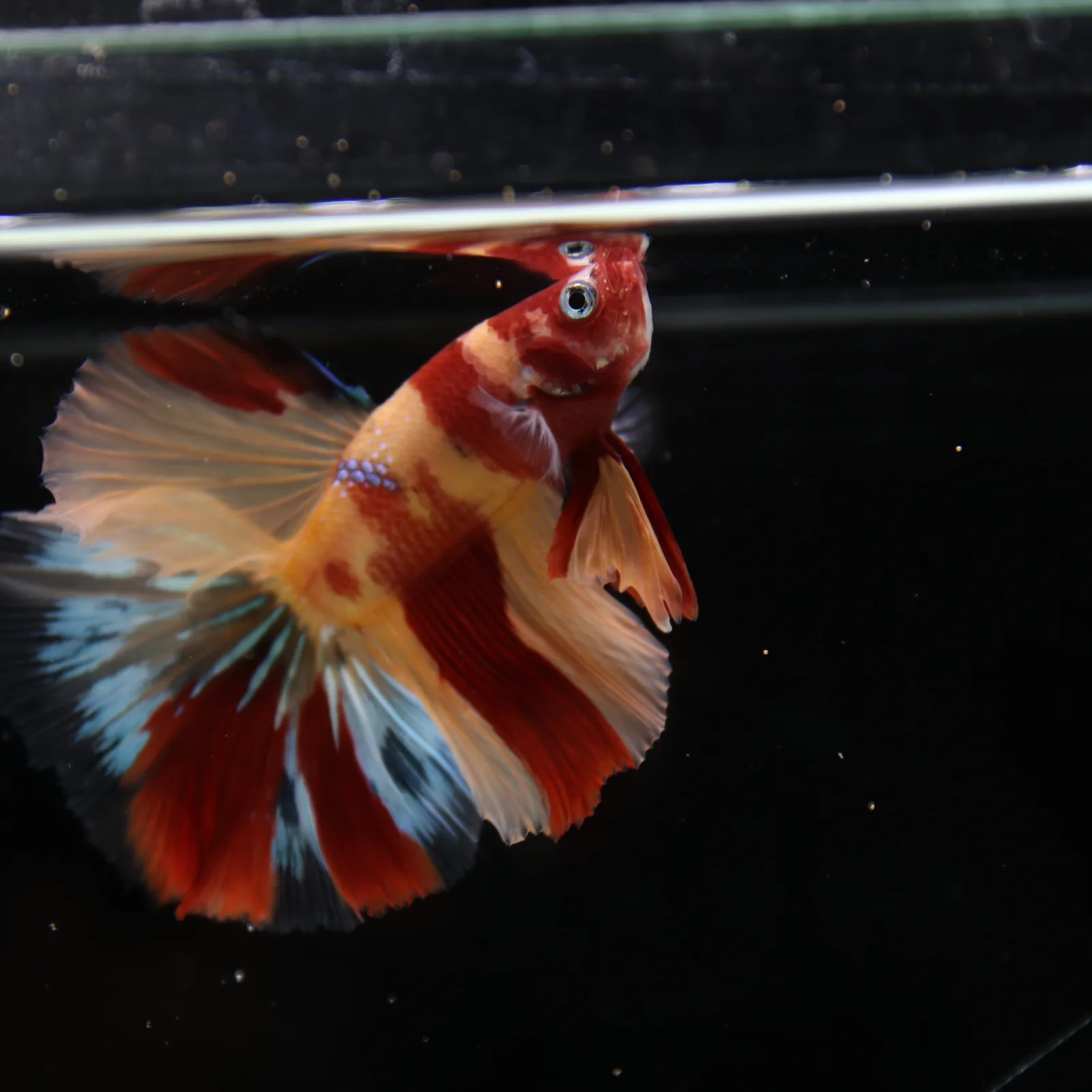 Betta Spendens Fancy Multicolor HM HalfMoon Male HMPK-BL-2705226-006 media 3