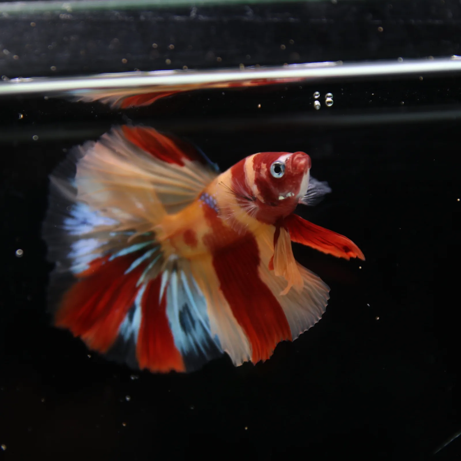 Betta Spendens Fancy Multicolor HM HalfMoon Male HMPK-BL-2705226-006 media 4