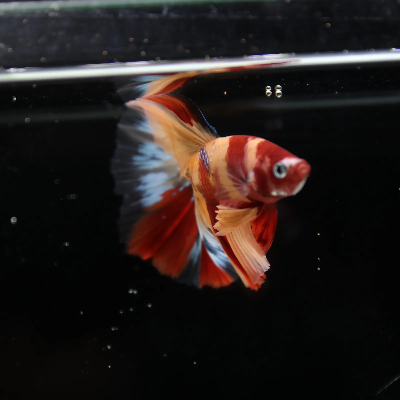Betta Spendens Fancy Multicolor HM HalfMoon Male HMPK-BL-2705226-006 media 5