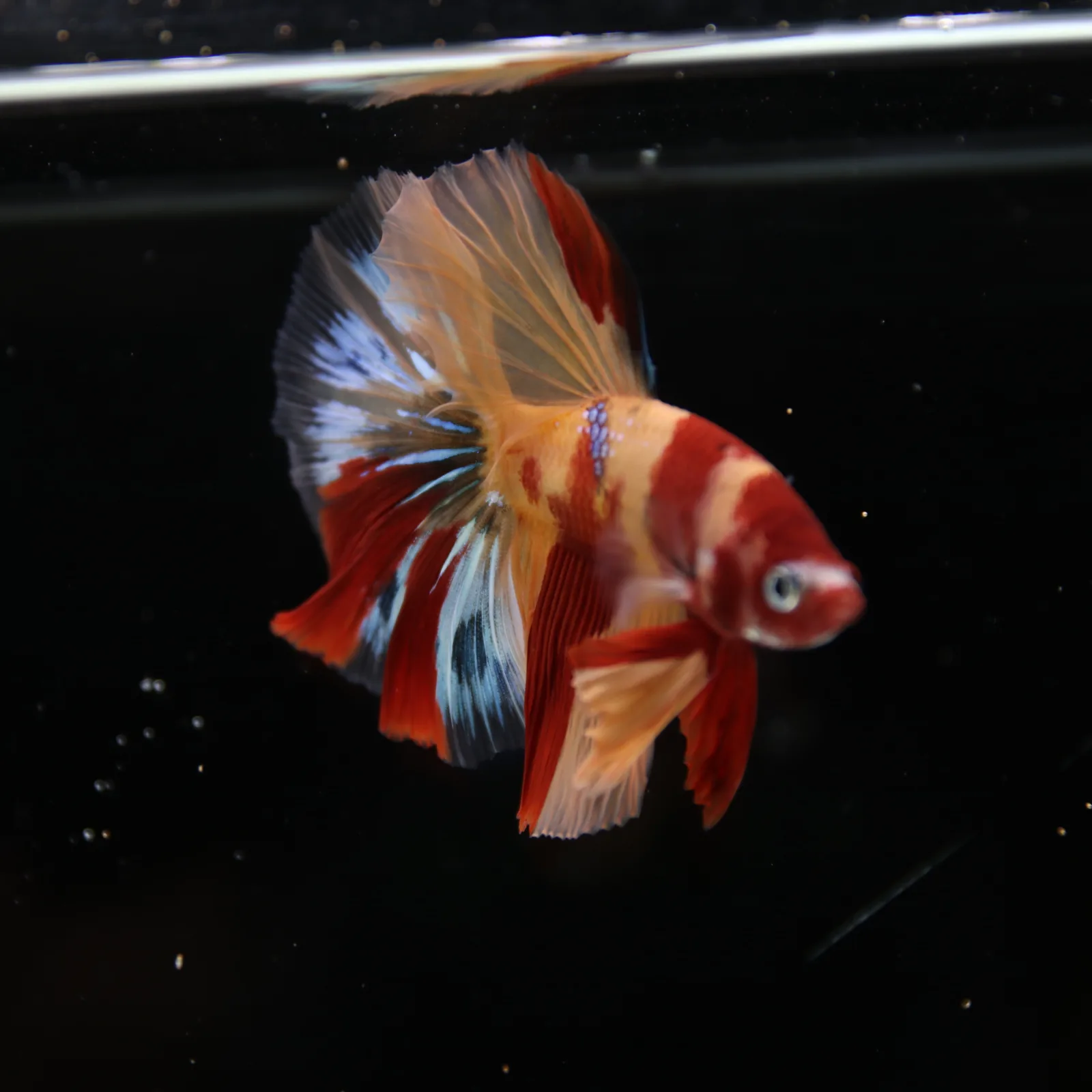 Betta Spendens Fancy Multicolor HM HalfMoon Male HMPK-BL-2705226-006 media 8