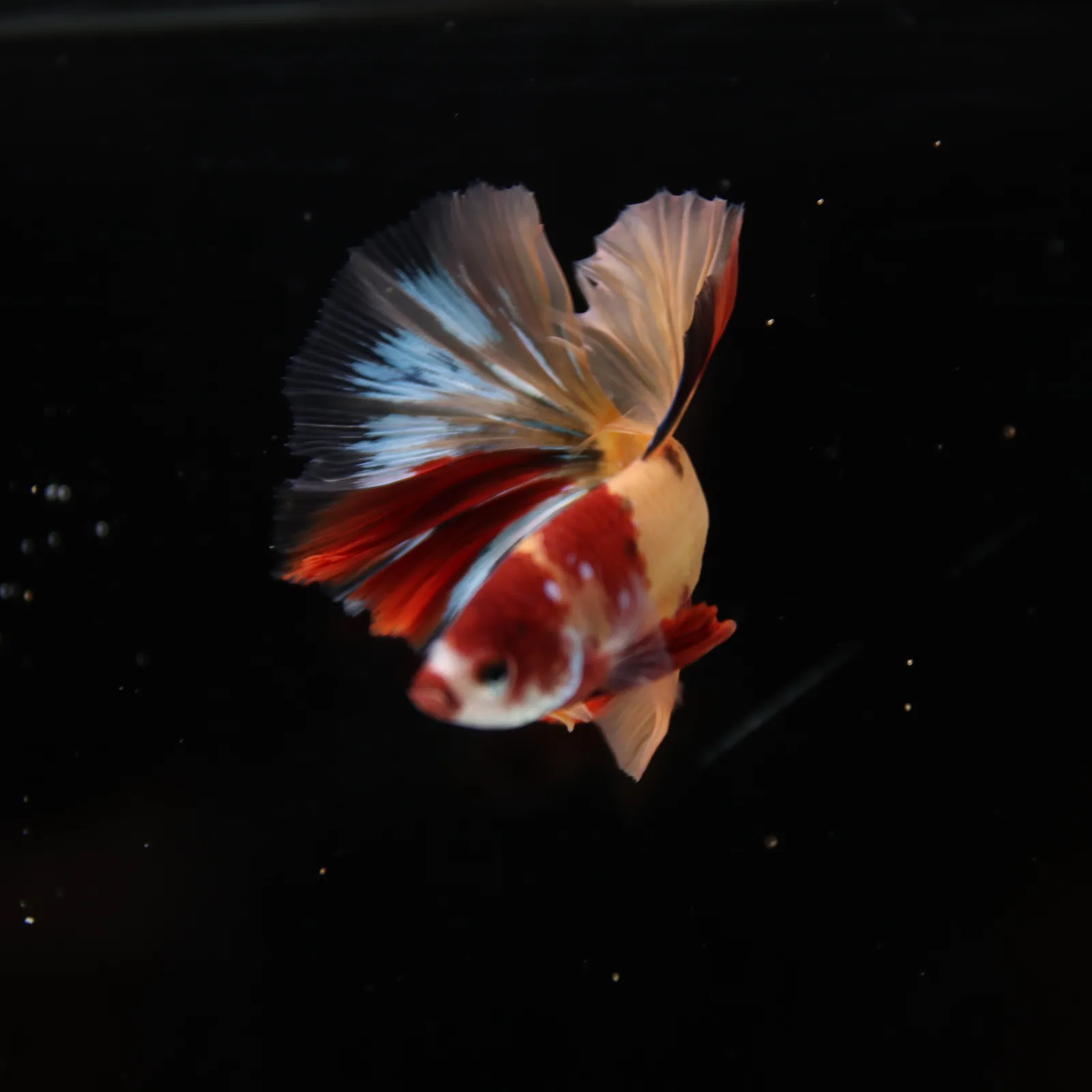 Betta Spendens Fancy Multicolor HM HalfMoon Male HMPK-BL-2705226-006 media 9