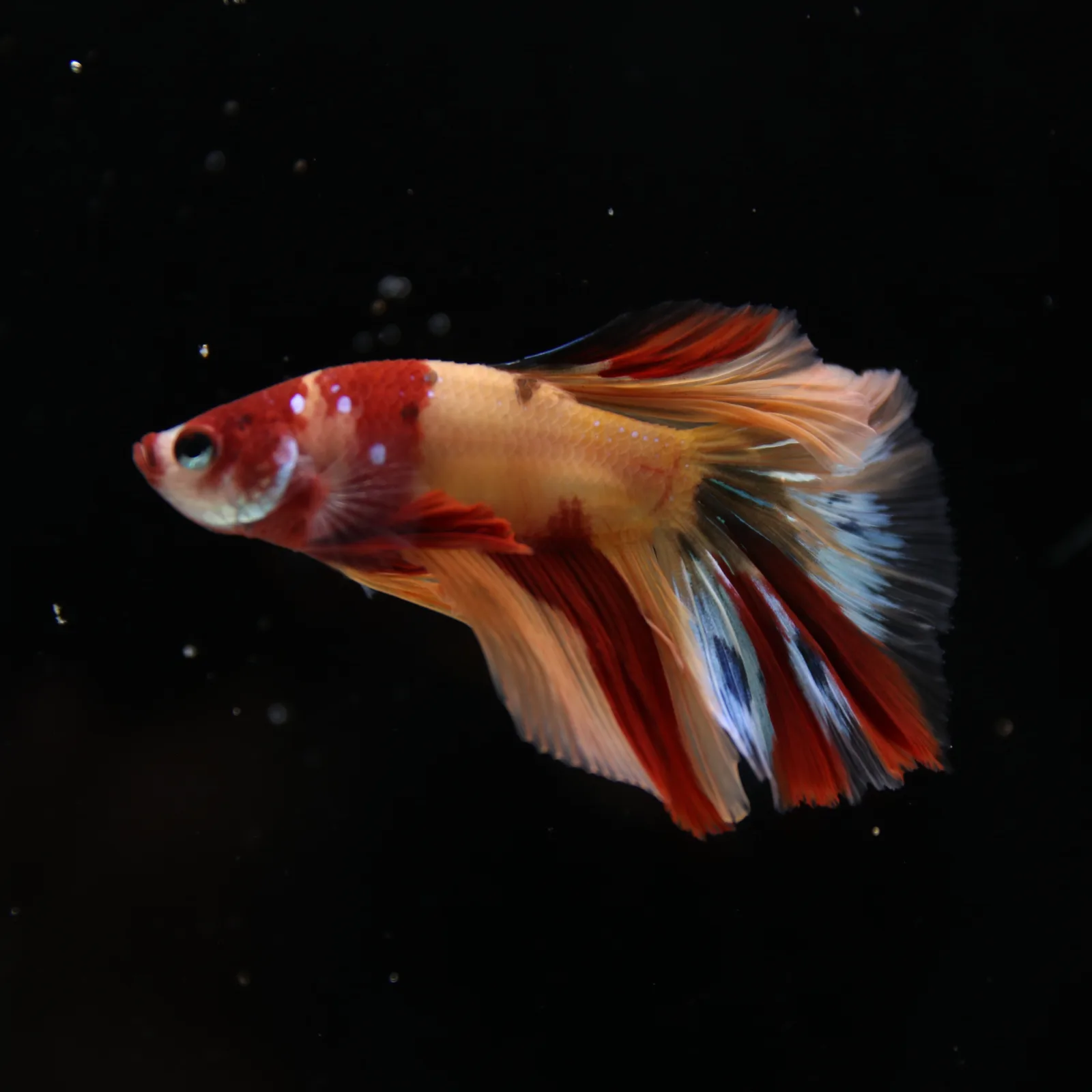 Betta Spendens Fancy Multicolor HM HalfMoon Male HMPK-BL-2705226-006 media 10
