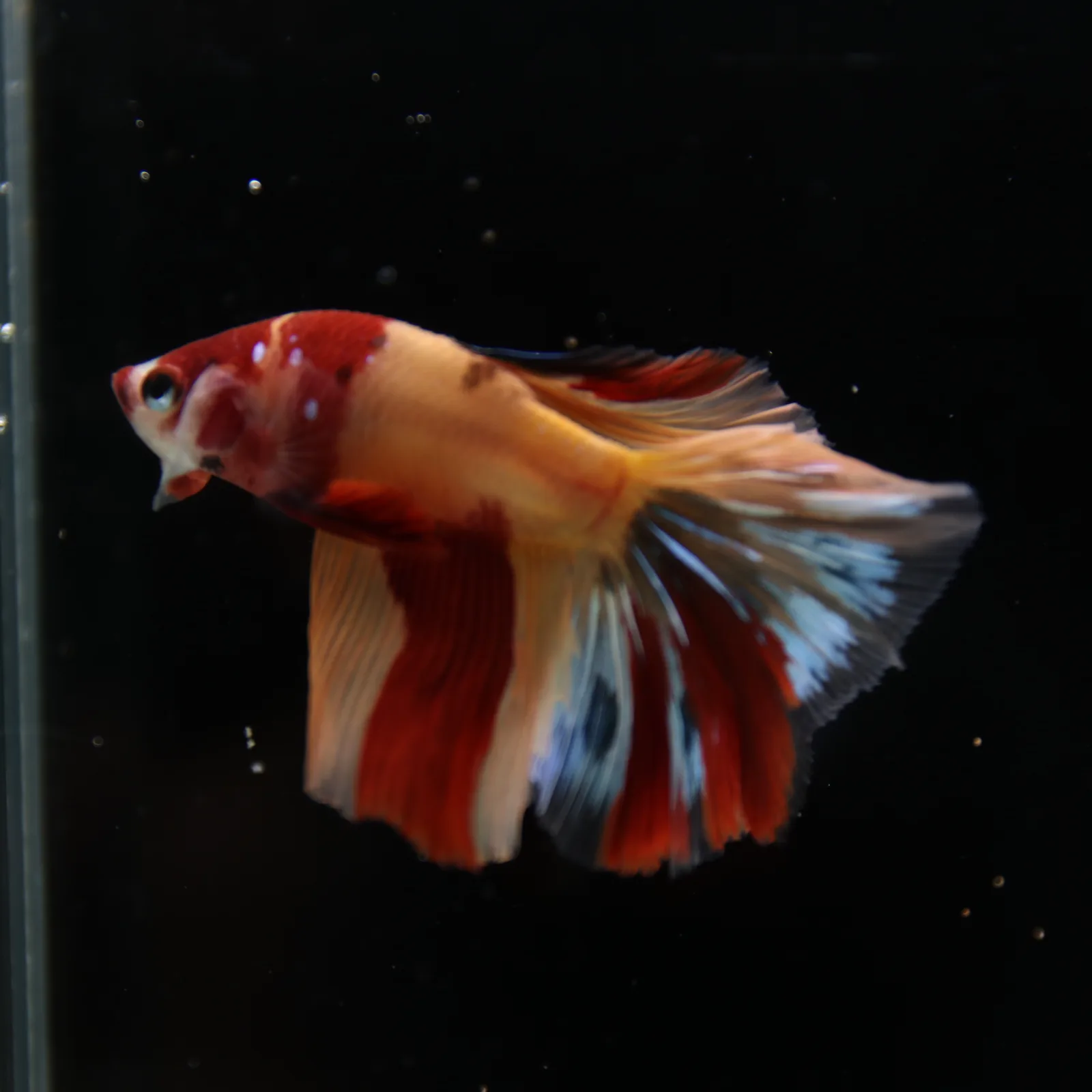 Betta Spendens Fancy Multicolor HM HalfMoon Male HMPK-BL-2705226-006 media 11