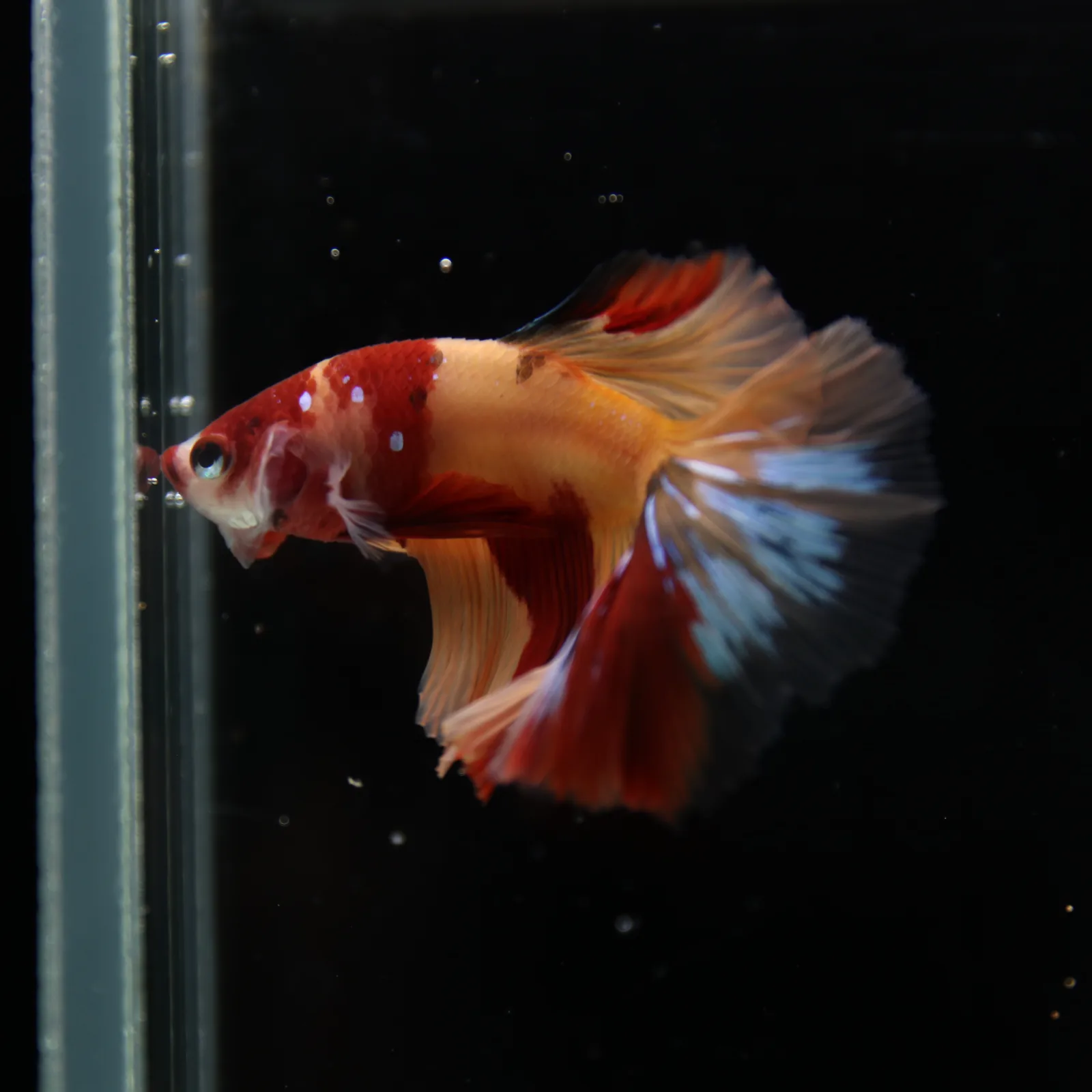 Betta Spendens Fancy Multicolor HM HalfMoon Male HMPK-BL-2705226-006 media 12